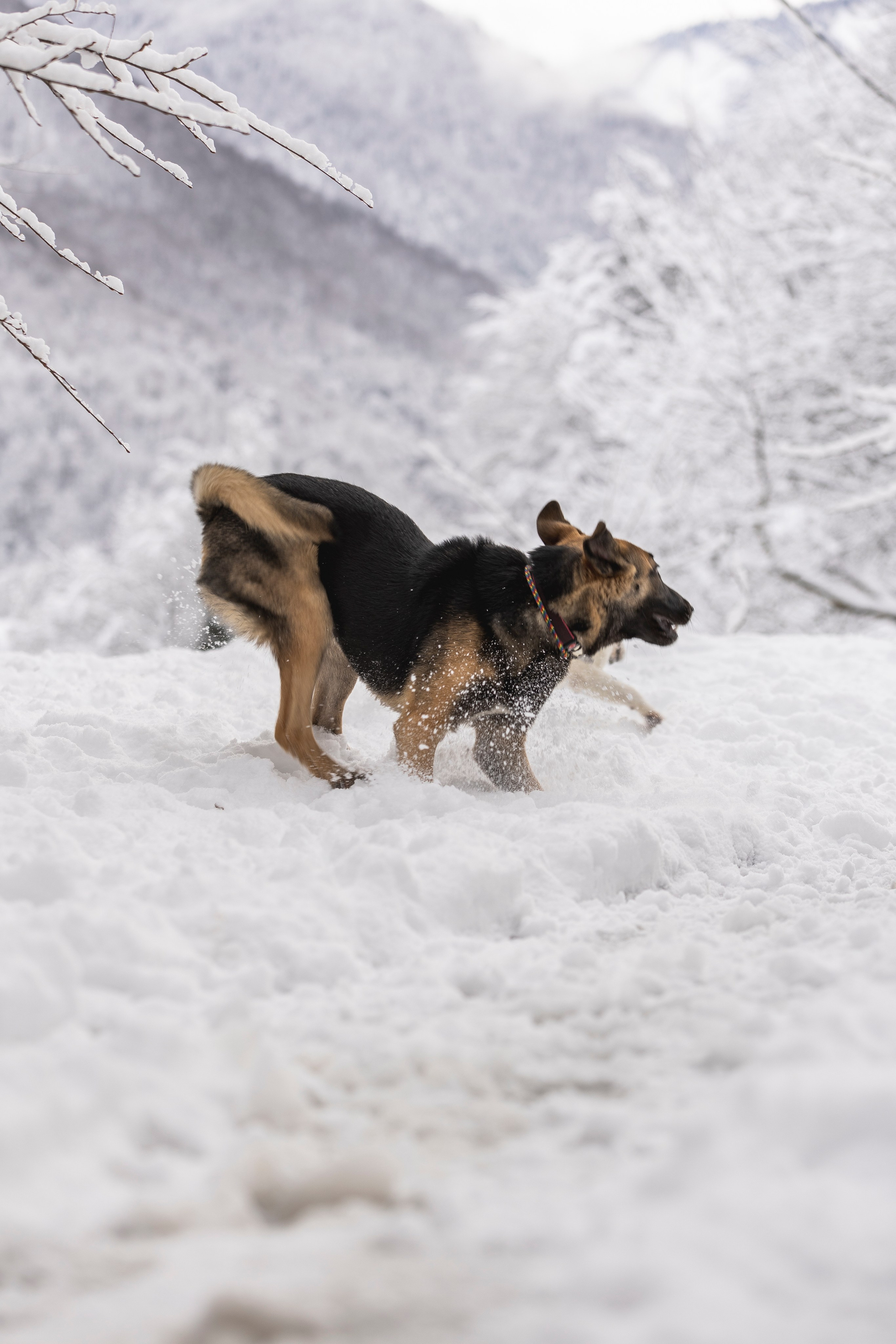 Догтуса Тропа Ефремова. Ирина Голомб|Фотограф-анималист в  Сочи и Калининграде