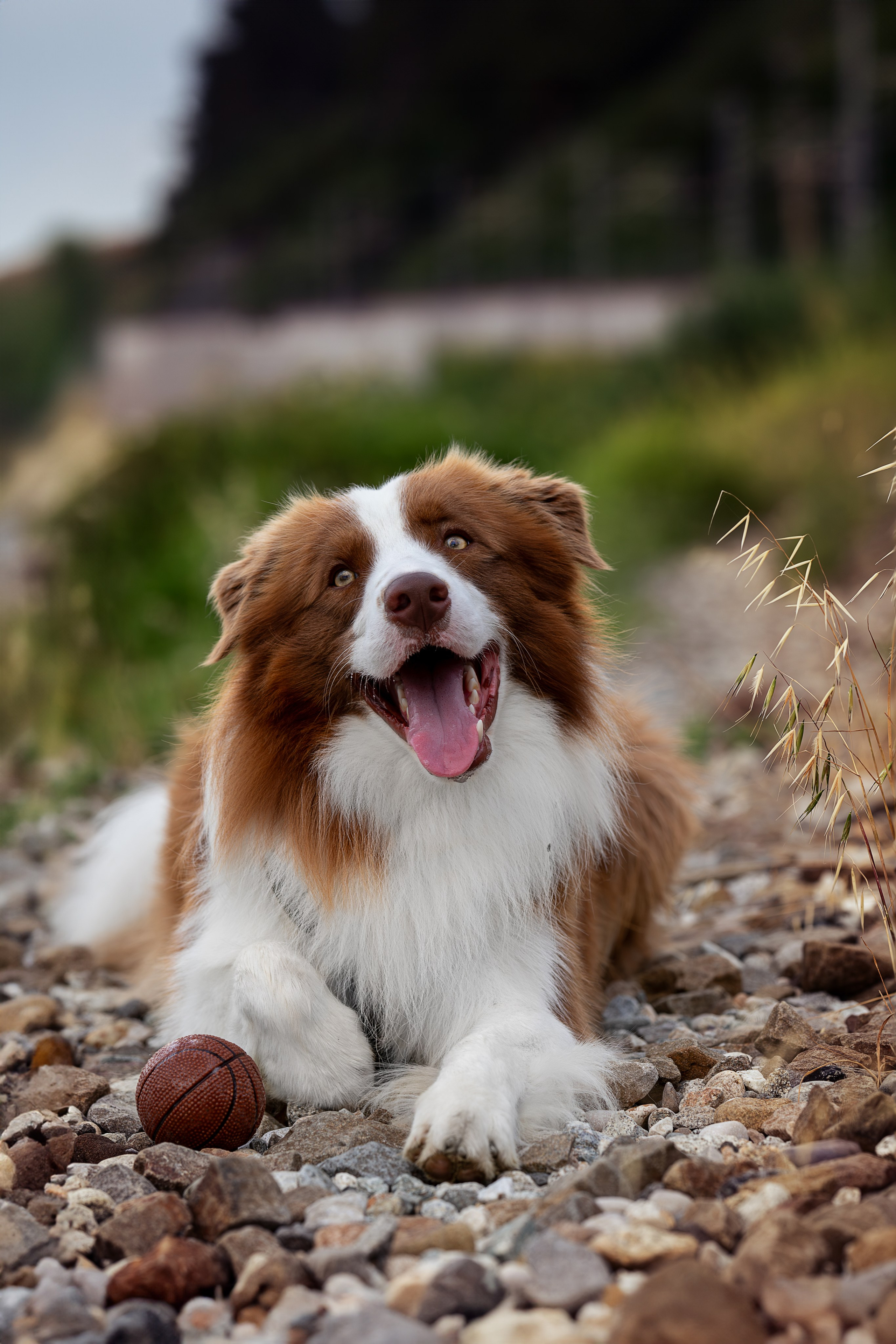 Нолан, Бордер-колли. Ирина Голомб|Фотограф-анималист в  Сочи и Калининграде
