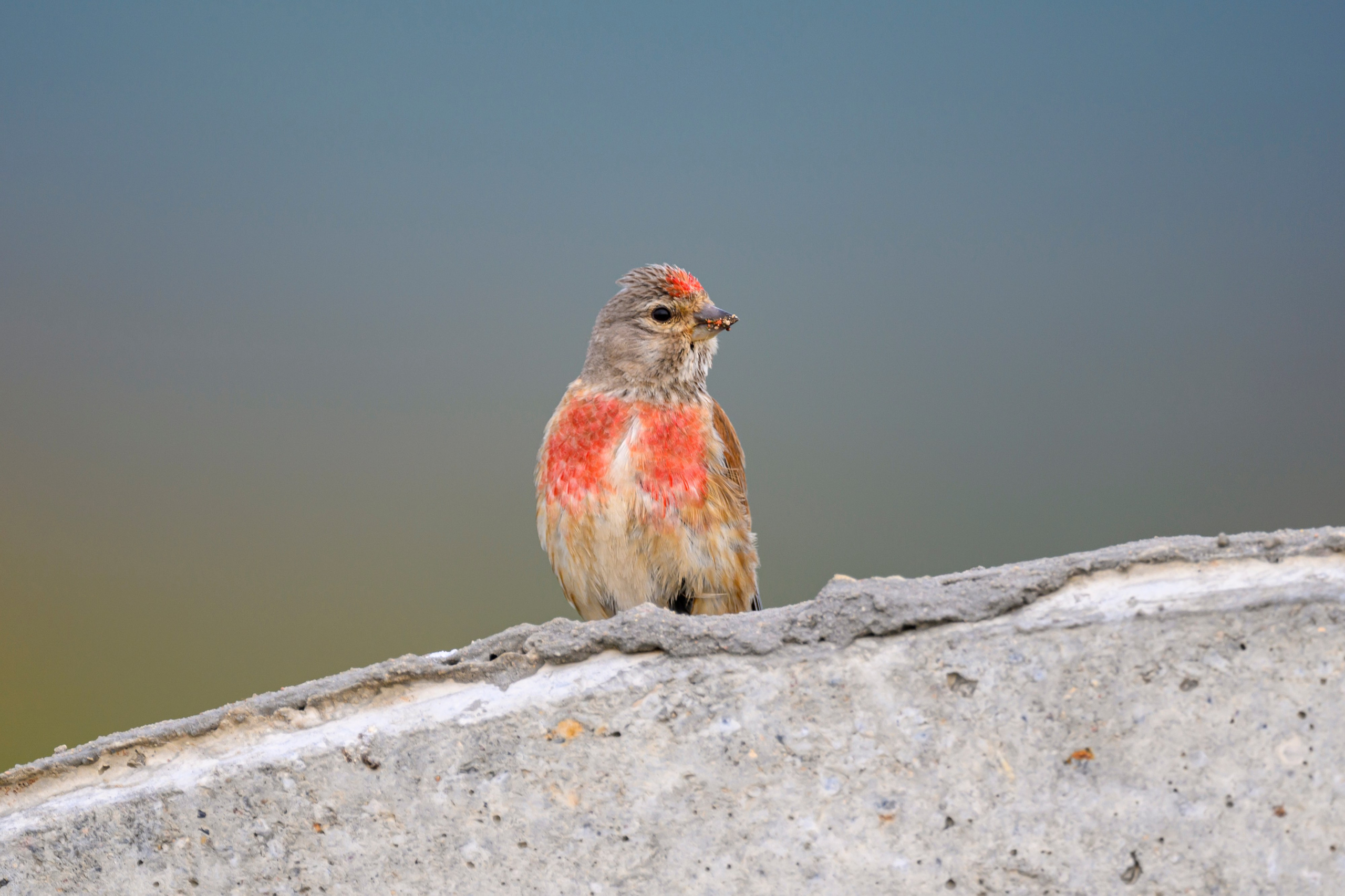 Горностай, чечевица и подорлик. Wildlife photography by Sergey Puponin