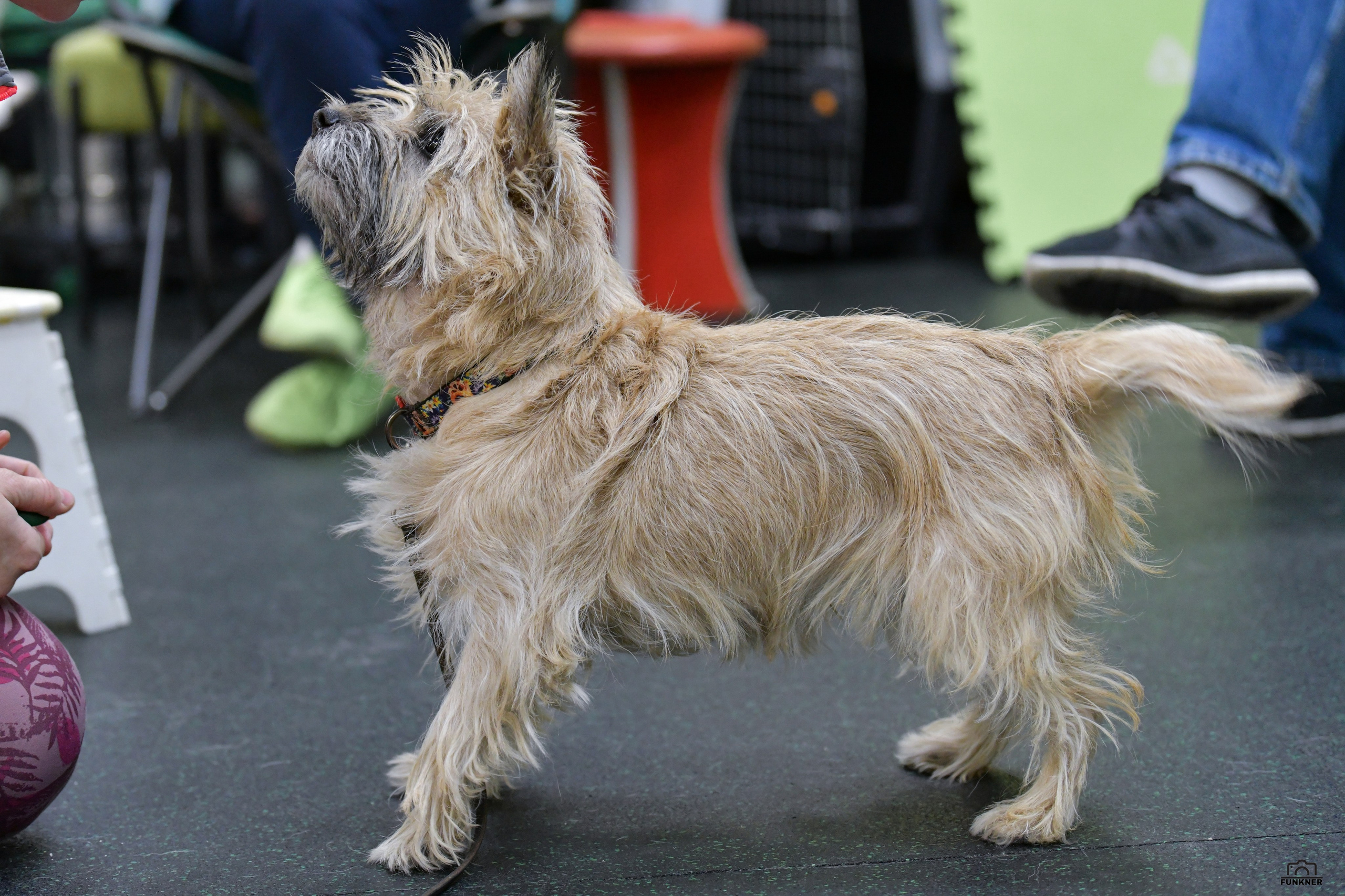 Кинологический клуб «Бодрый хвост». Свой взгляд через объектив