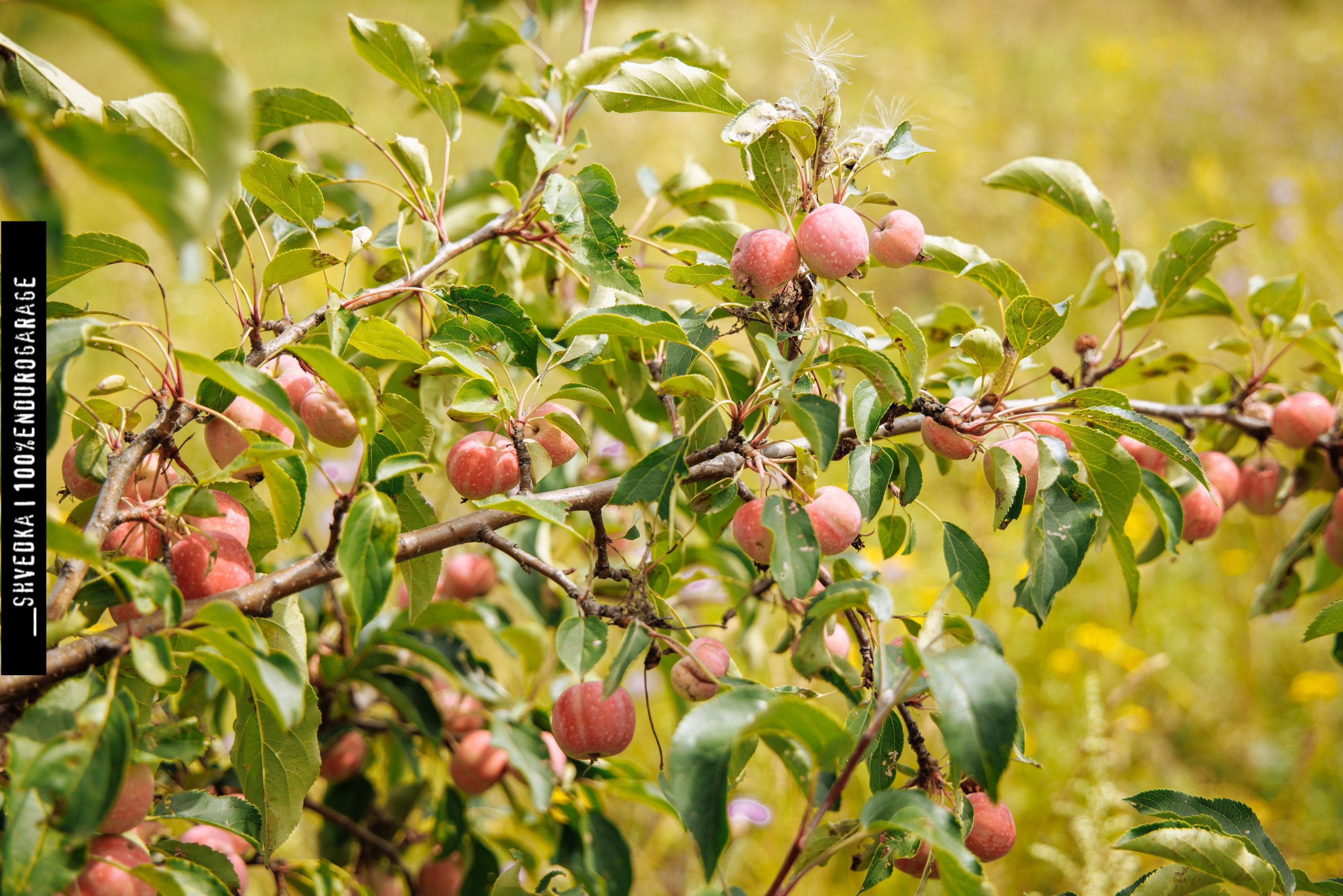 ПЕРВЫЙ ЛЕСНОЙ ДЕНЬ. Ваш экстрим фотограф Кудрева Яна