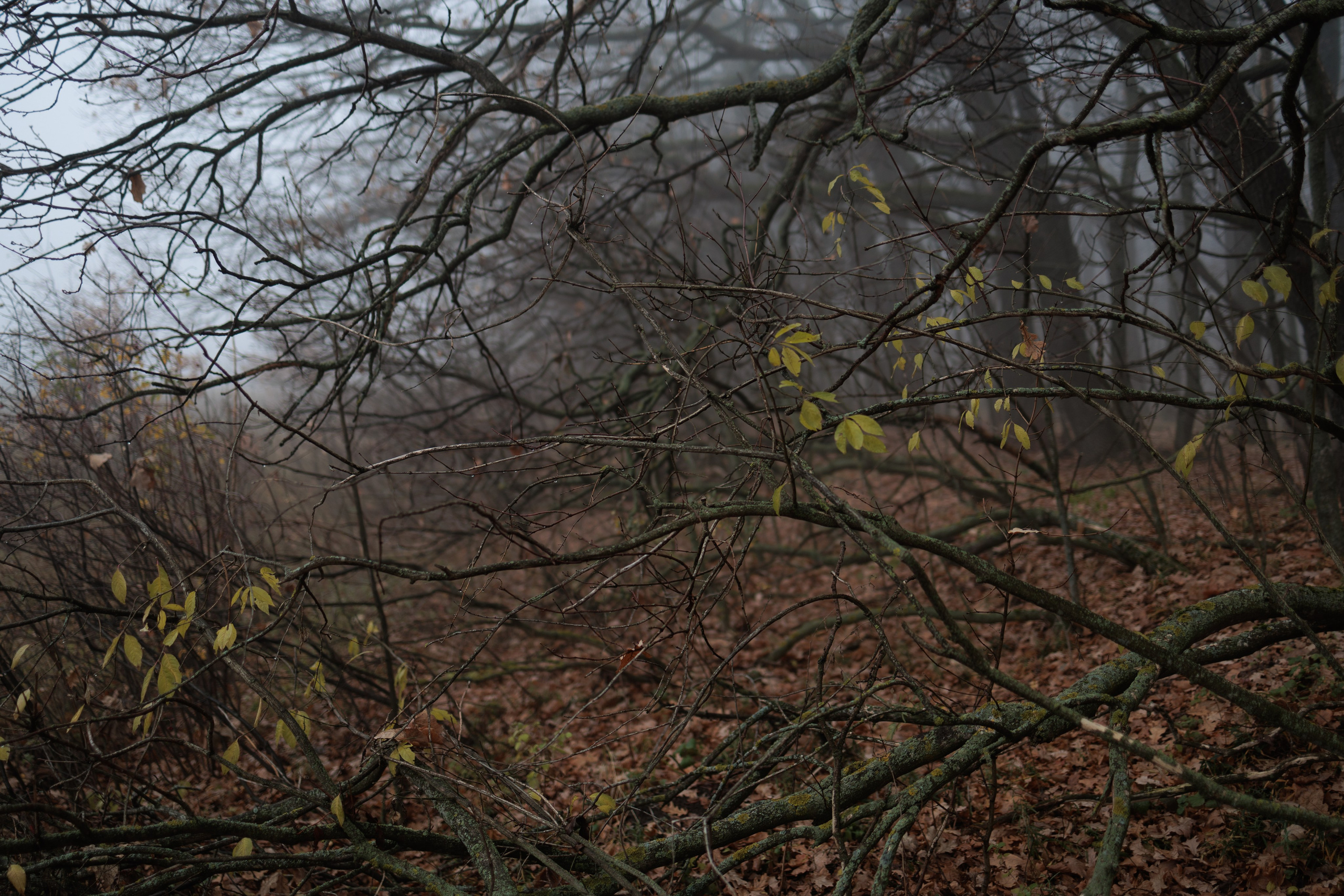 В туманном лесу. Семейный фотограф в Белгороде