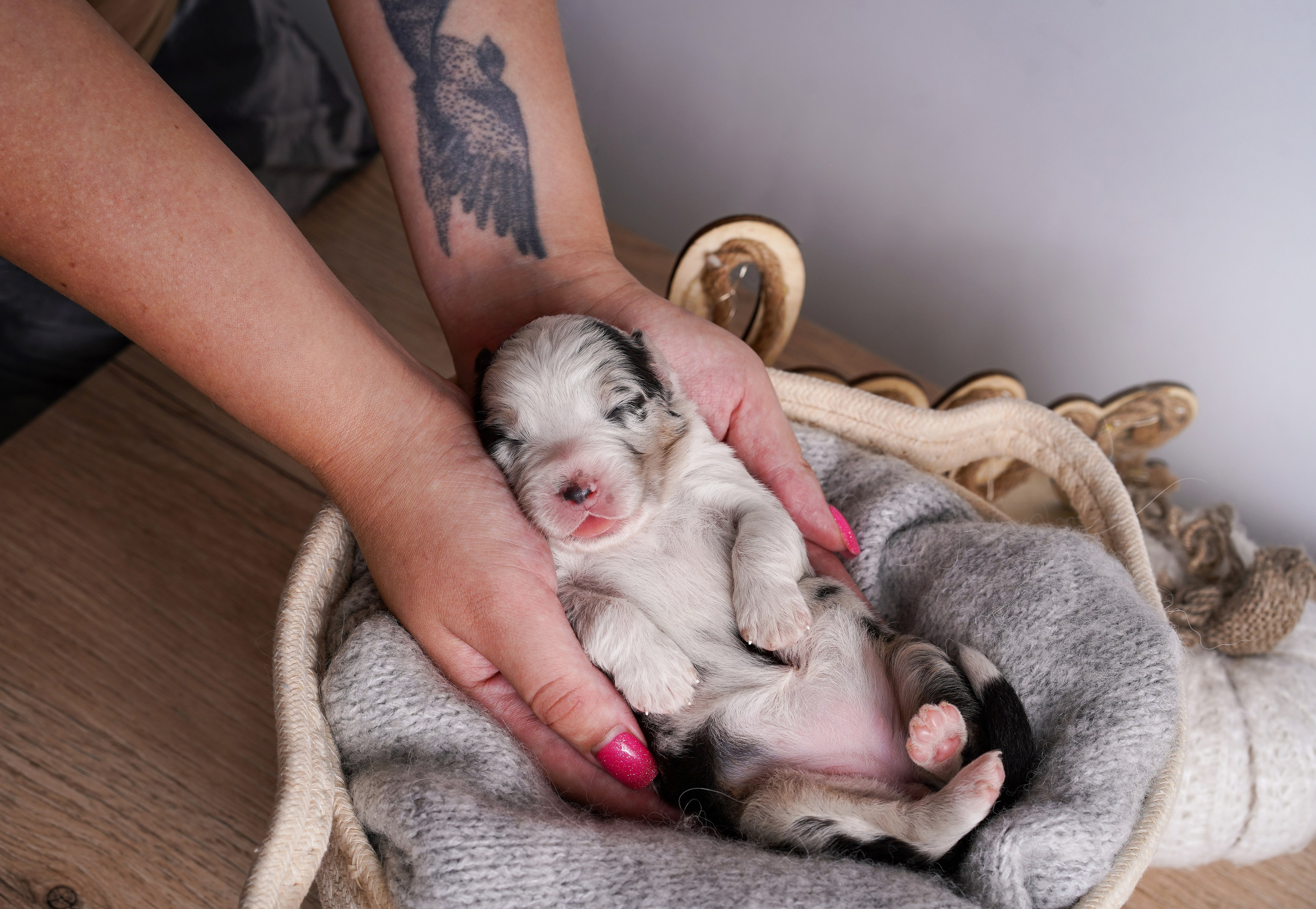 Щенки аусси. Фотограф-анималист в Санкт-Петербурге Яна Мартынова