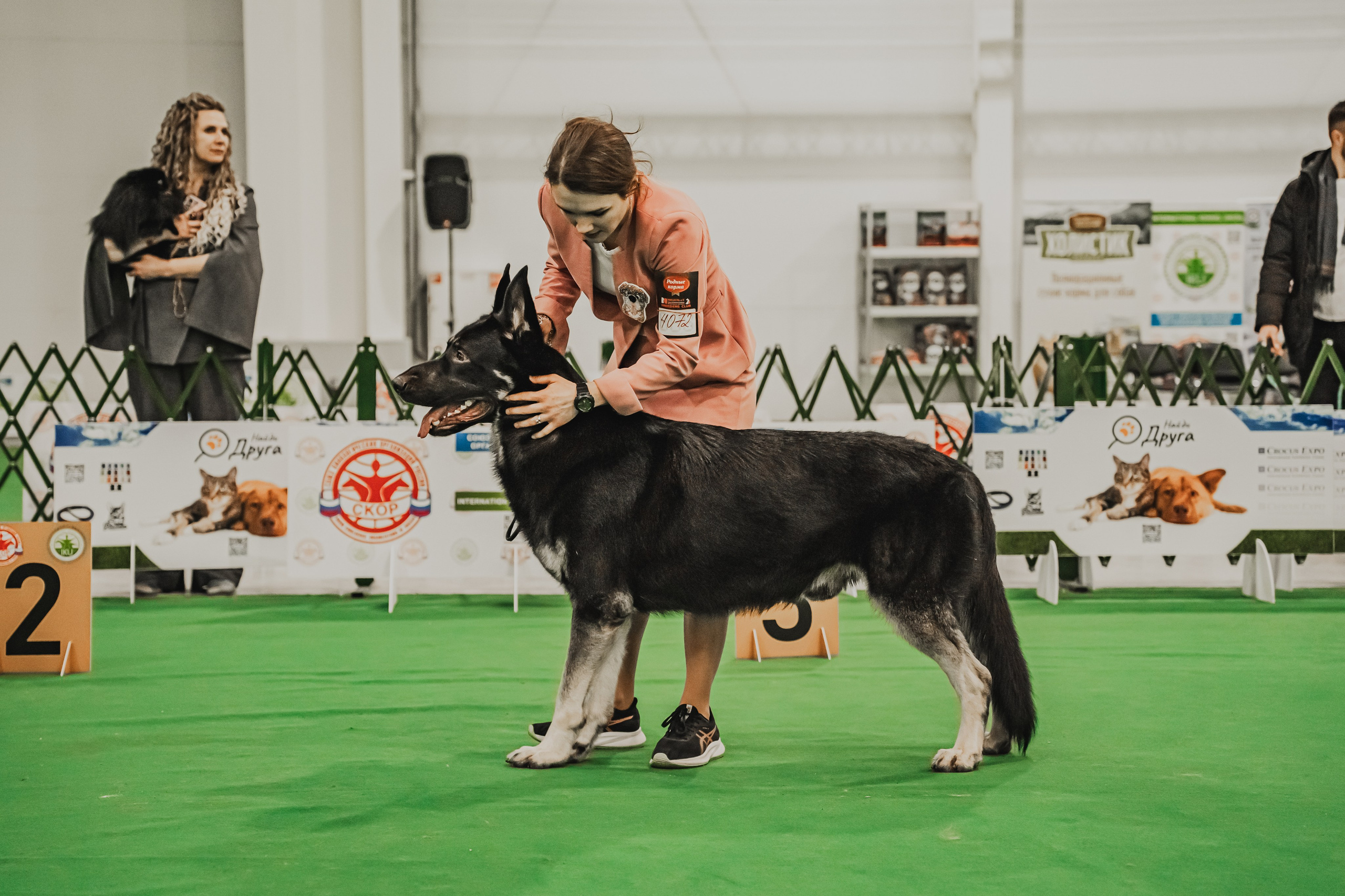 Международная выставка собак всех пород. Репортажный фотограф Анастасия Рубцова