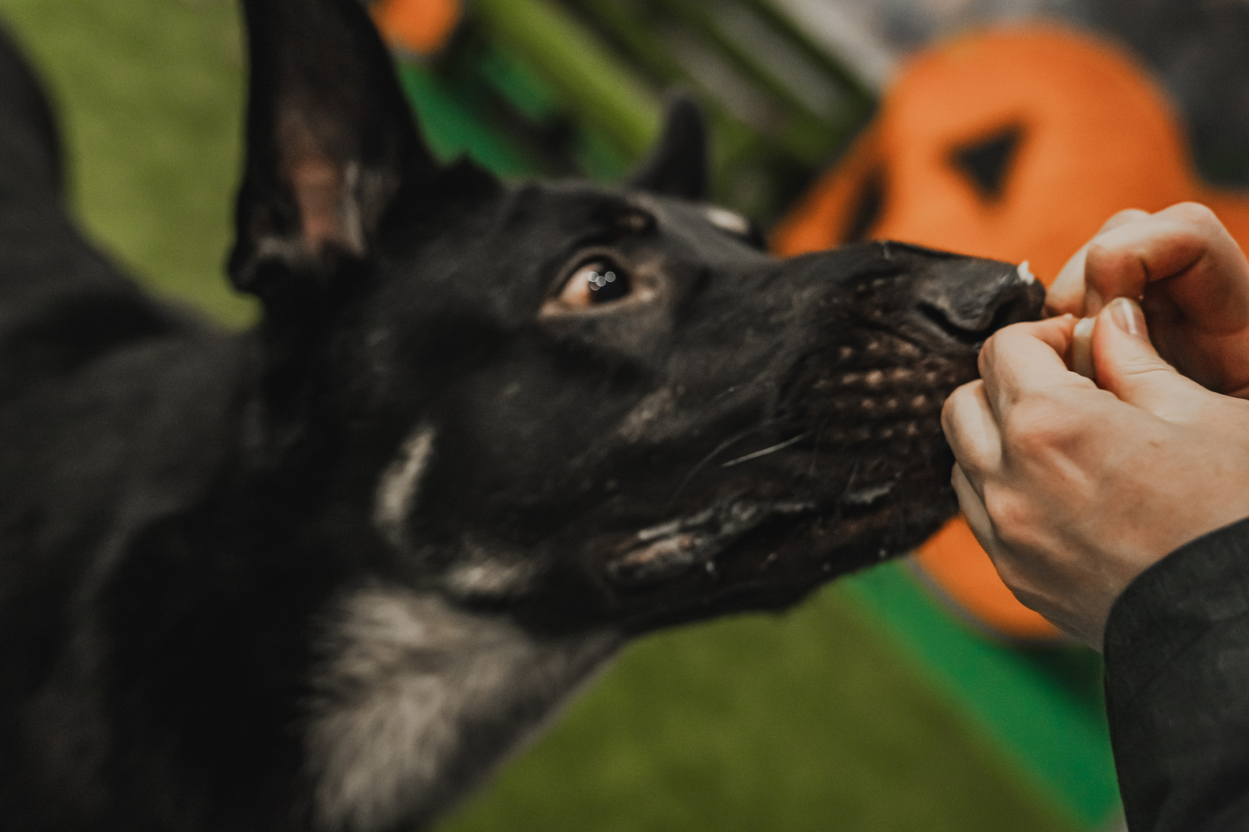 Международная выставка собак всех пород. Репортажный фотограф Анастасия Рубцова