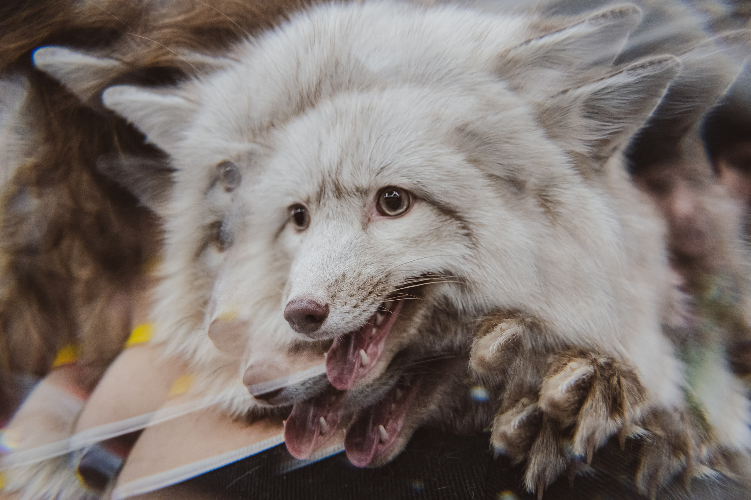 Fox Family fest. Репортажный фотограф Анастасия Рубцова