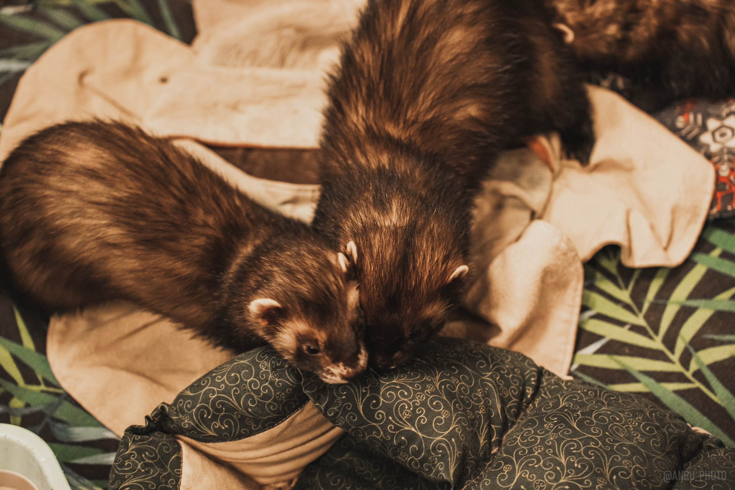 Fox Family fest. Репортажный фотограф Анастасия Рубцова