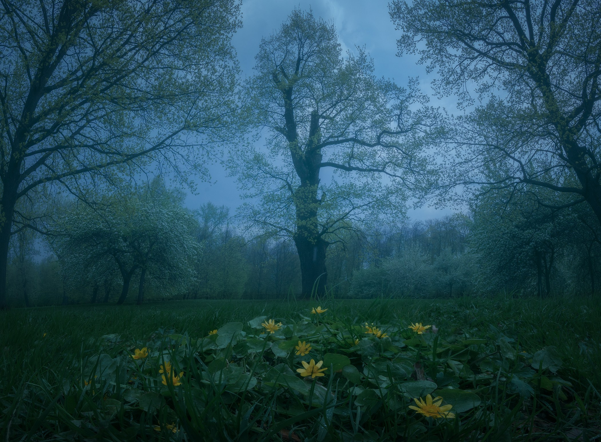 Volkovart.ru forest landscapes. Volkovart.online nature photography