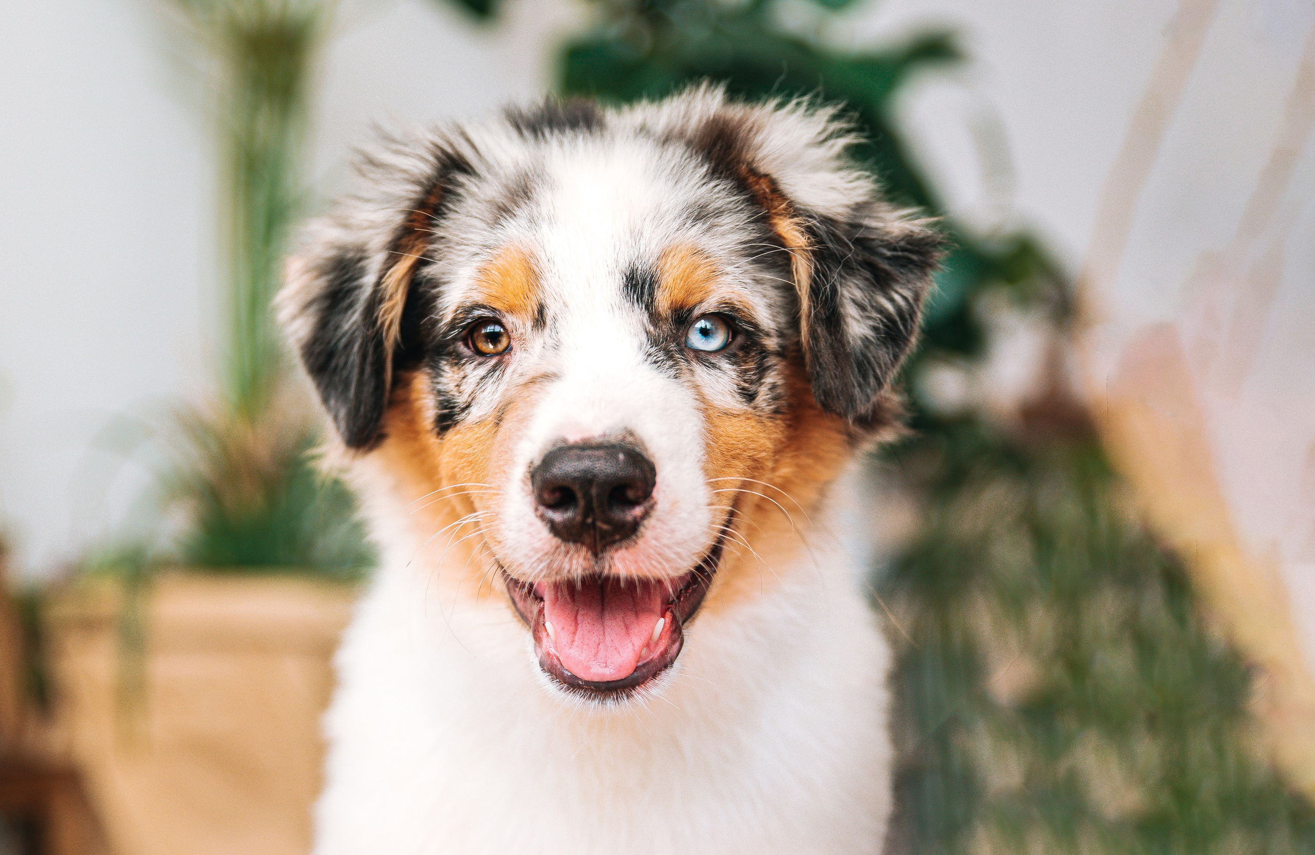 Аусси щенки студия. Главная