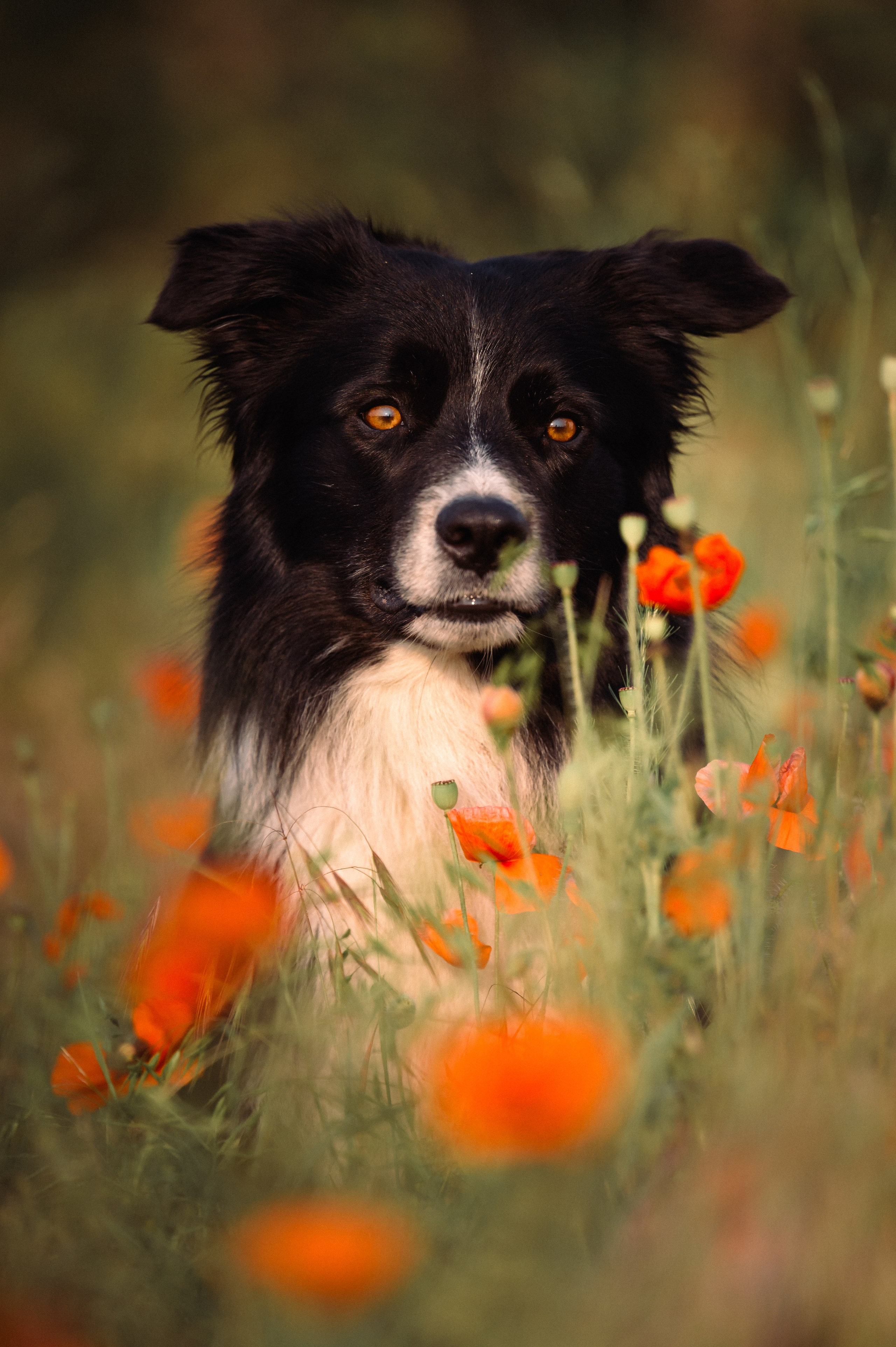 Прогулка на рассвете с бордер-колли. Фотограф в Ростове —на — Дону