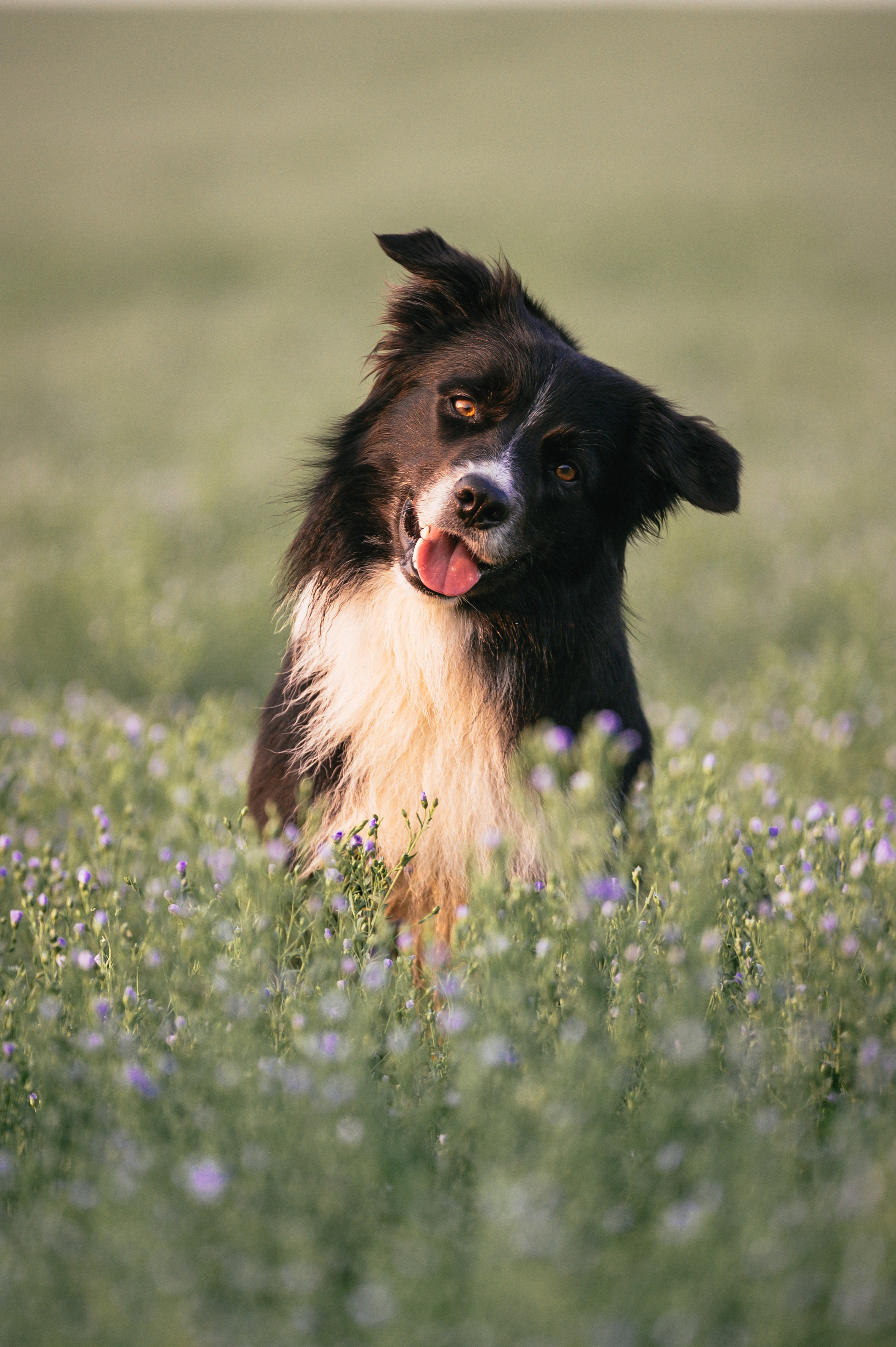 Прогулка на рассвете с бордер-колли. Фотограф в Ростове —на — Дону