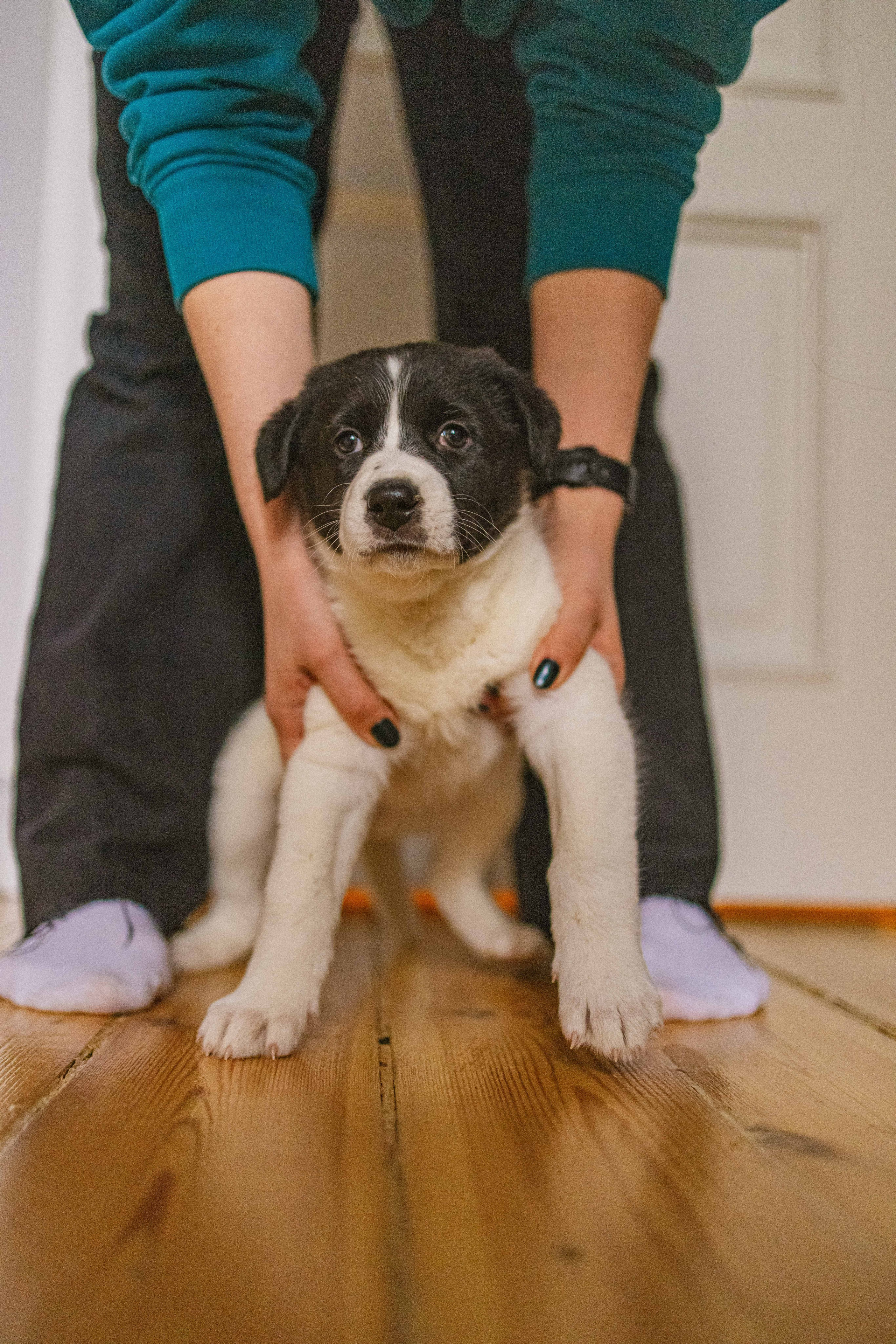 Щеночки. Фотограф-анималист в Москве Лера Черноног