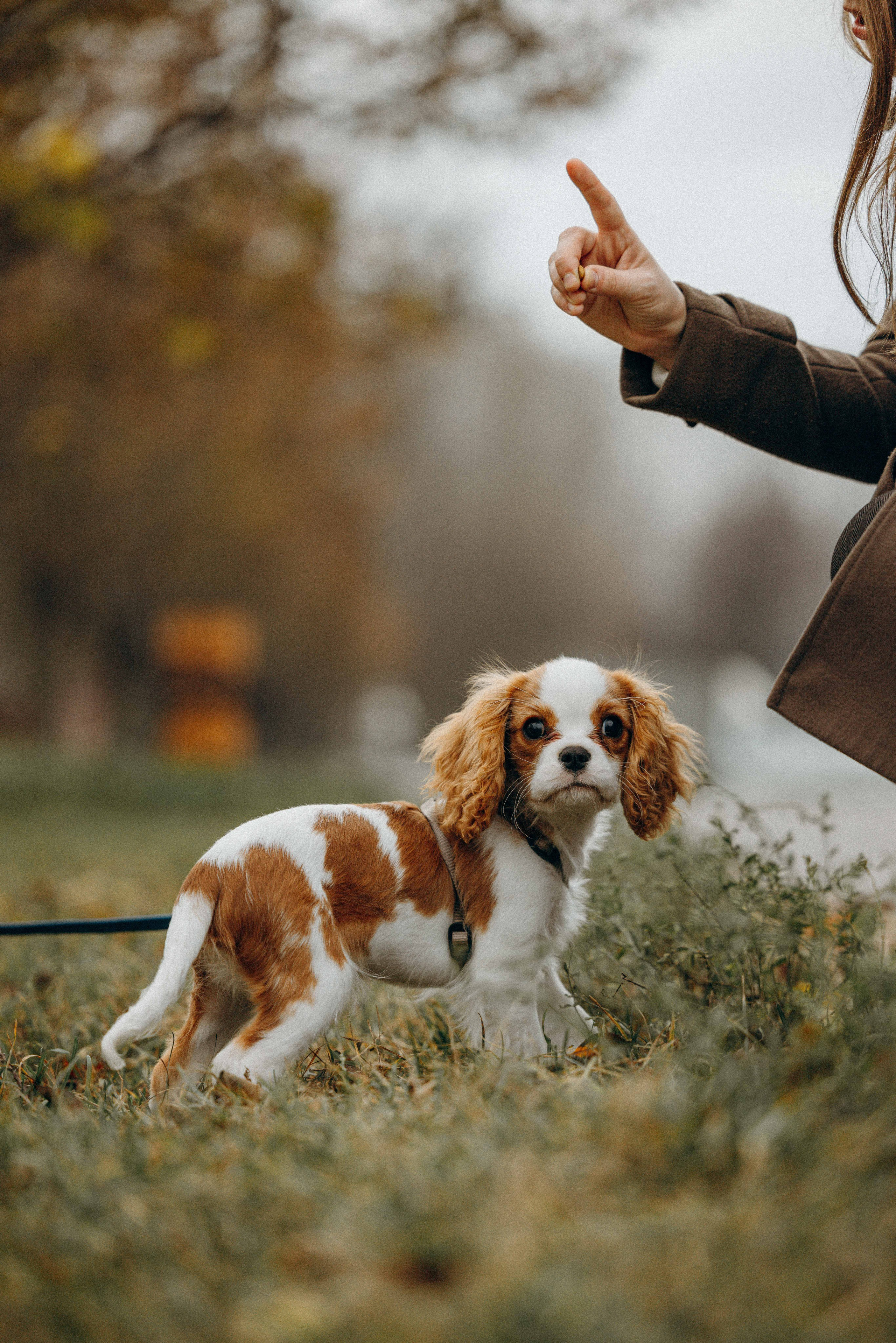 Юля и Кипр. Фотограф-анималист в Москве Лера Черноног