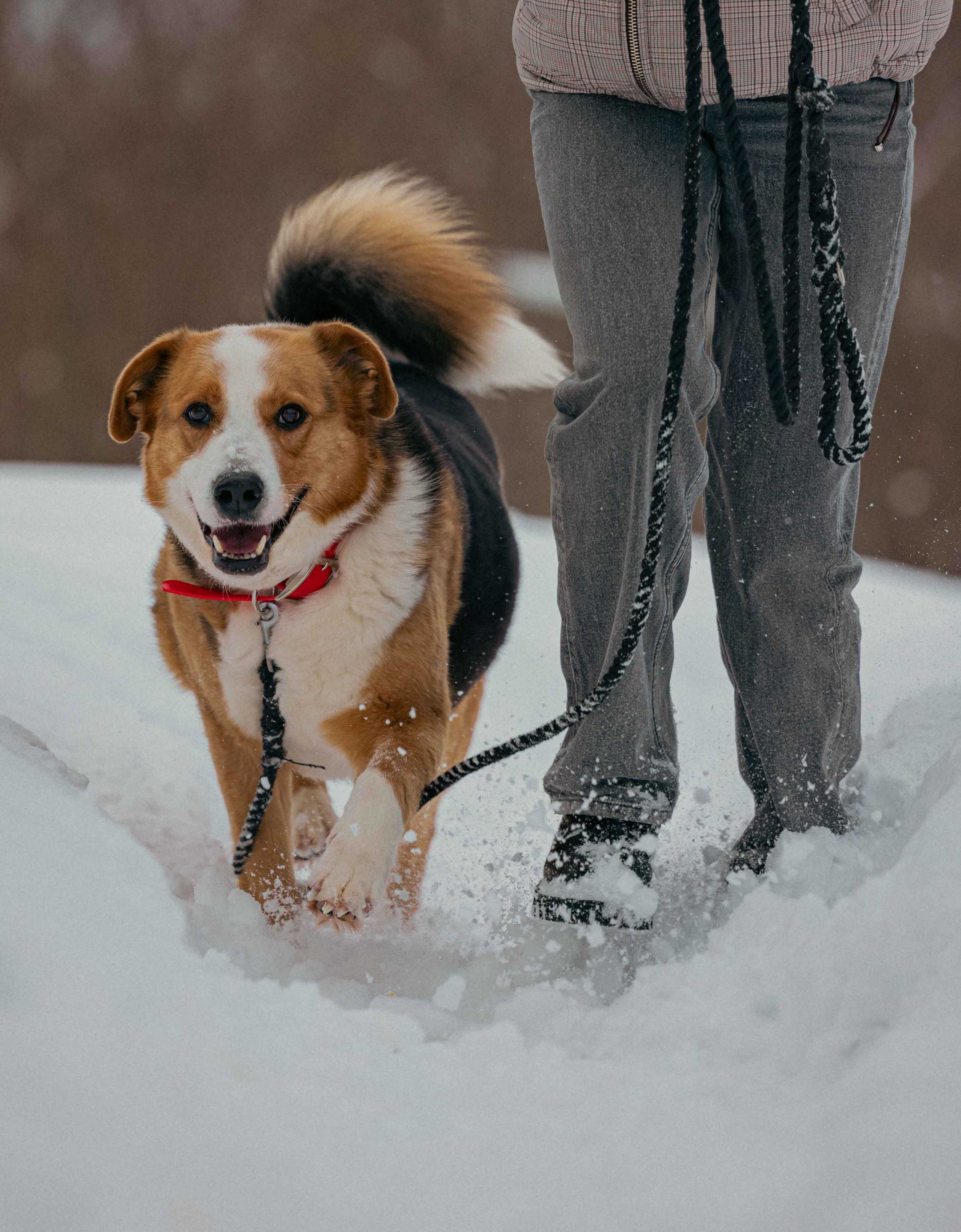 Петя. Фотограф-анималист в Москве Лера Черноног