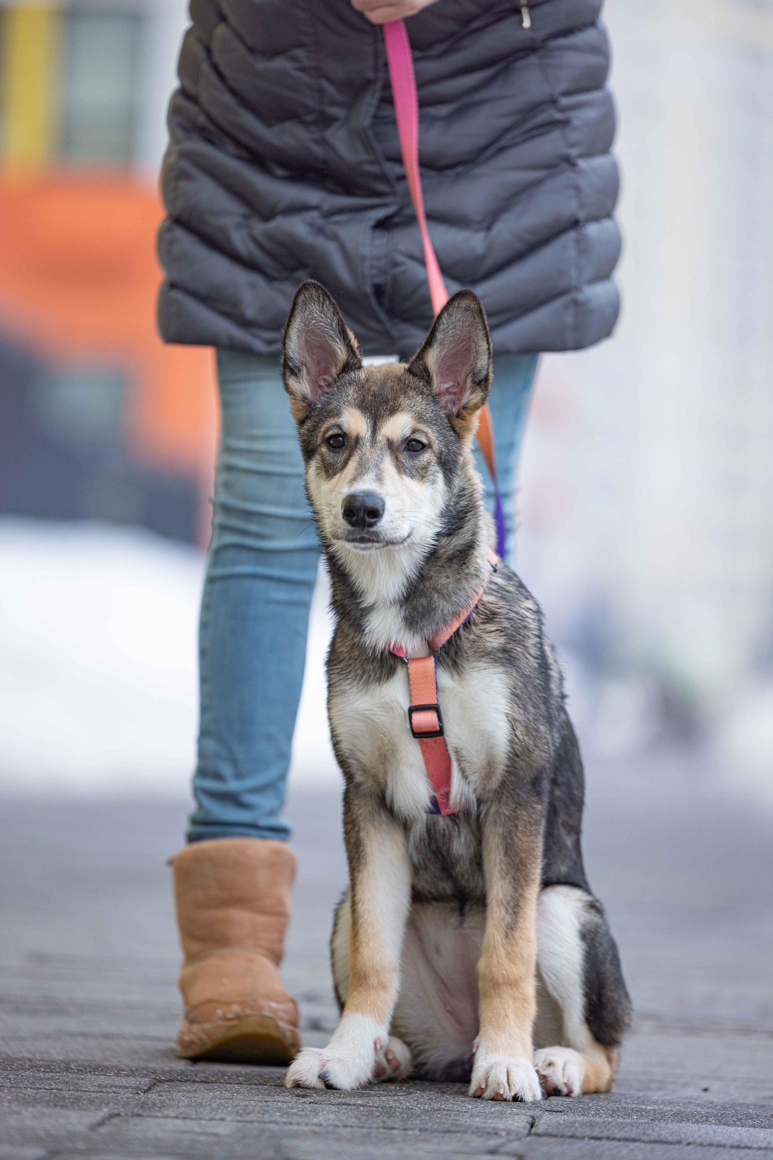 Шами. Фотограф-анималист в Москве Лера Черноног