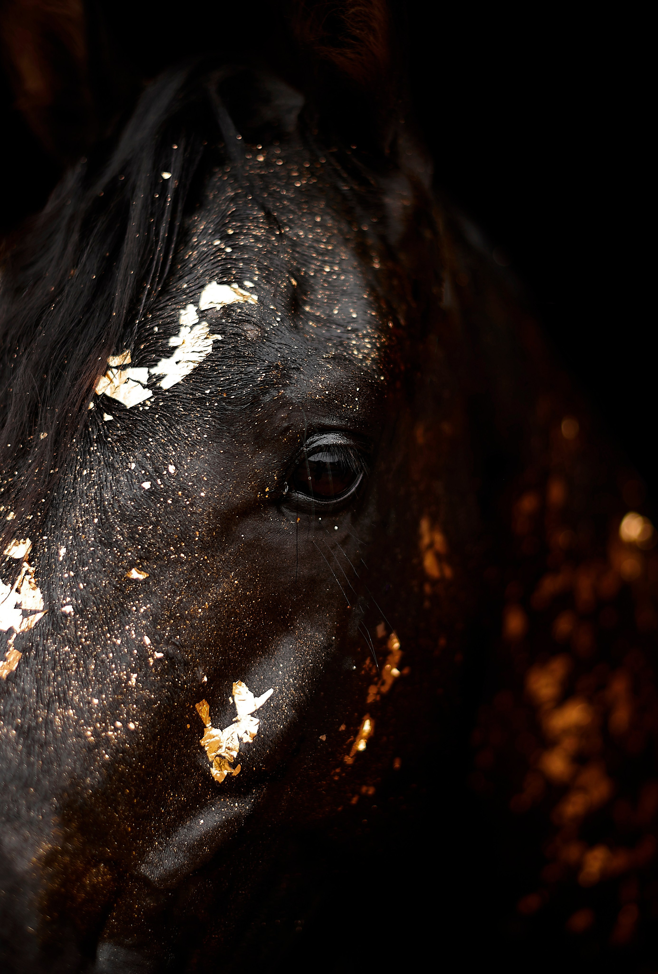 Харакс. Фотограф в Севастополе