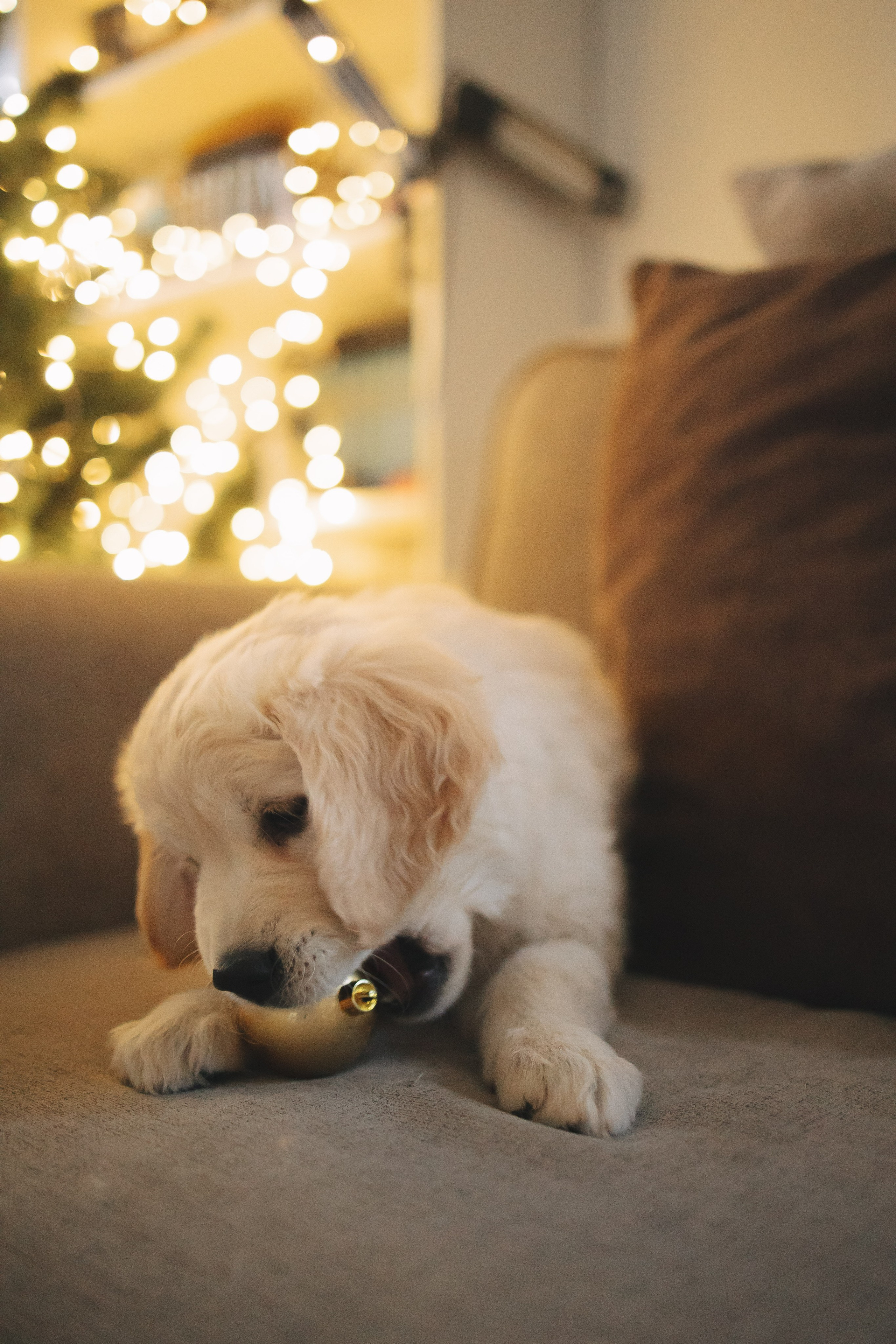 Снежик и Веста, НГ. Свадебный и женский фотограф