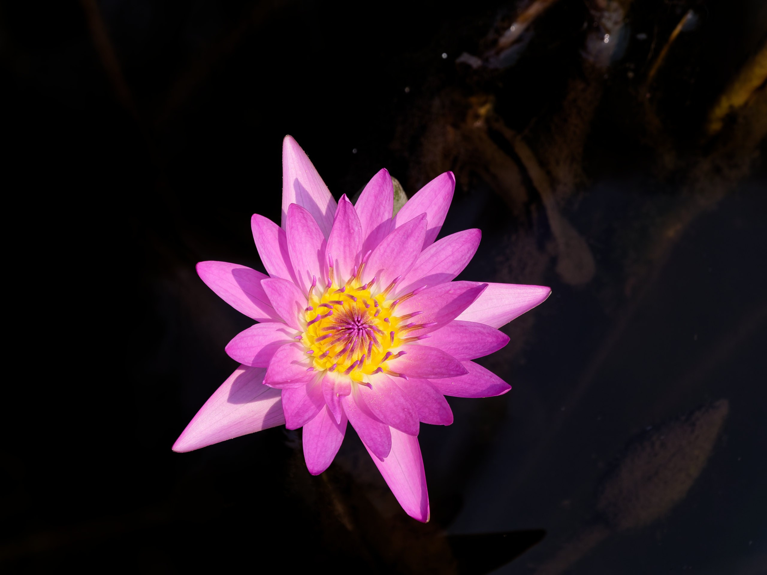 Хайнань 2026, флора, цветы и деревья. Фотопрогулки по Миру