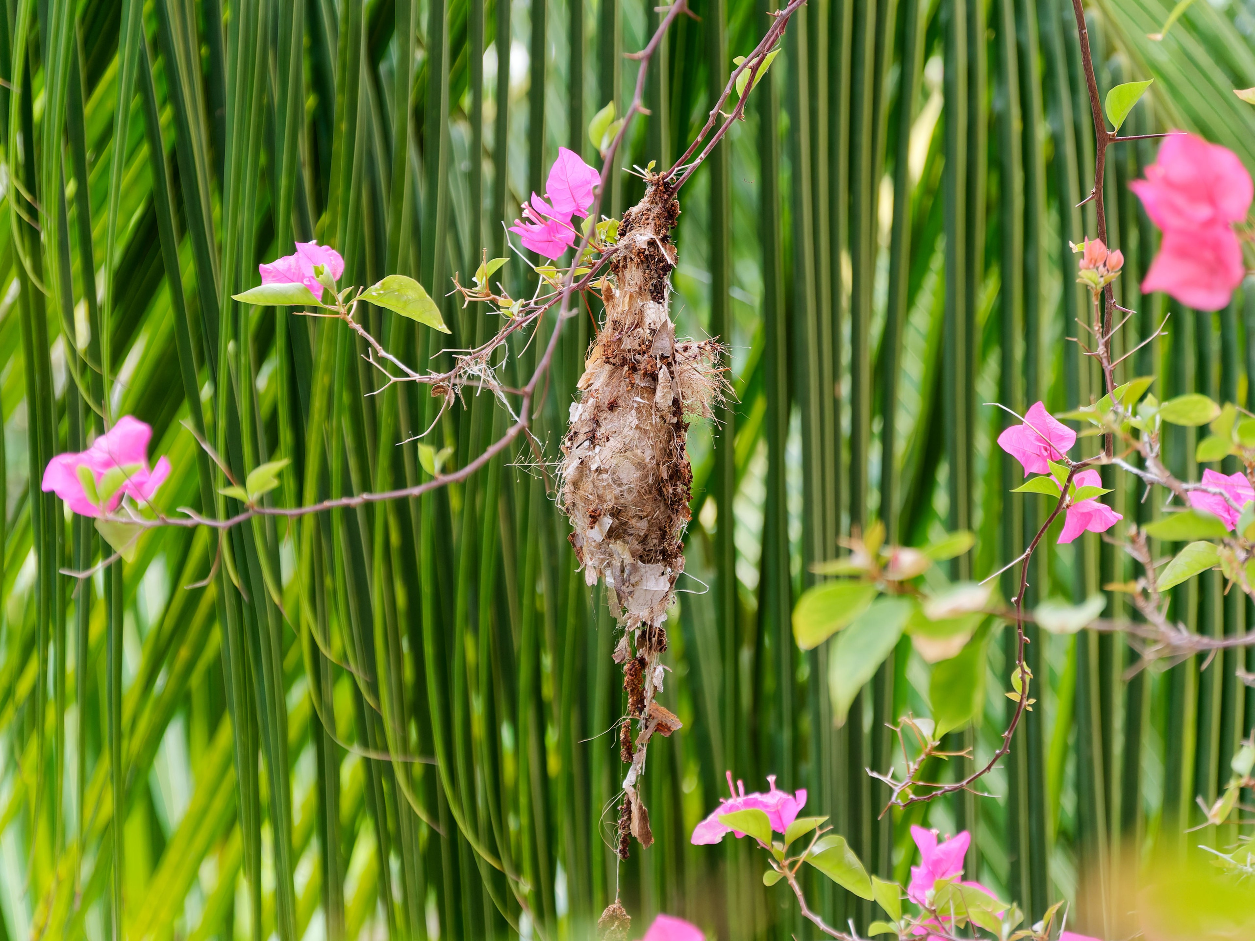 Хайнань 2026, первые впечатления. Фотопрогулки по Миру