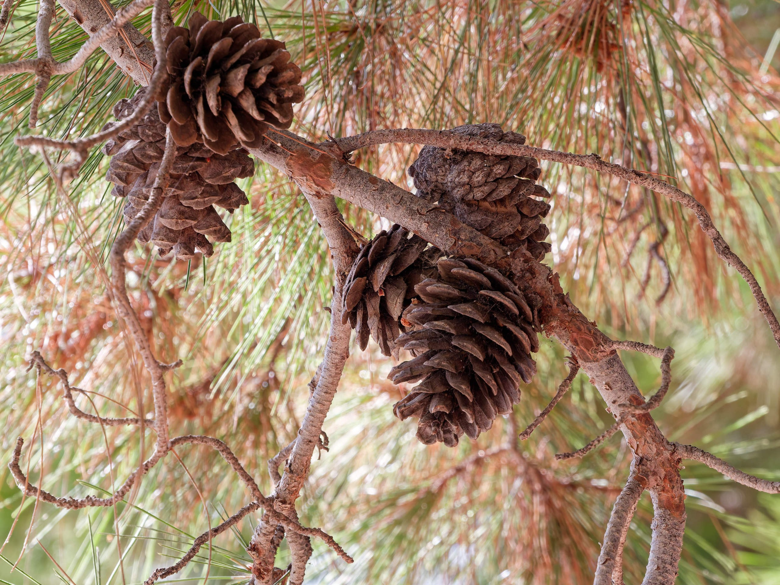 Алания 2025, крепость Alanya Kalesi. Избранные фотографии