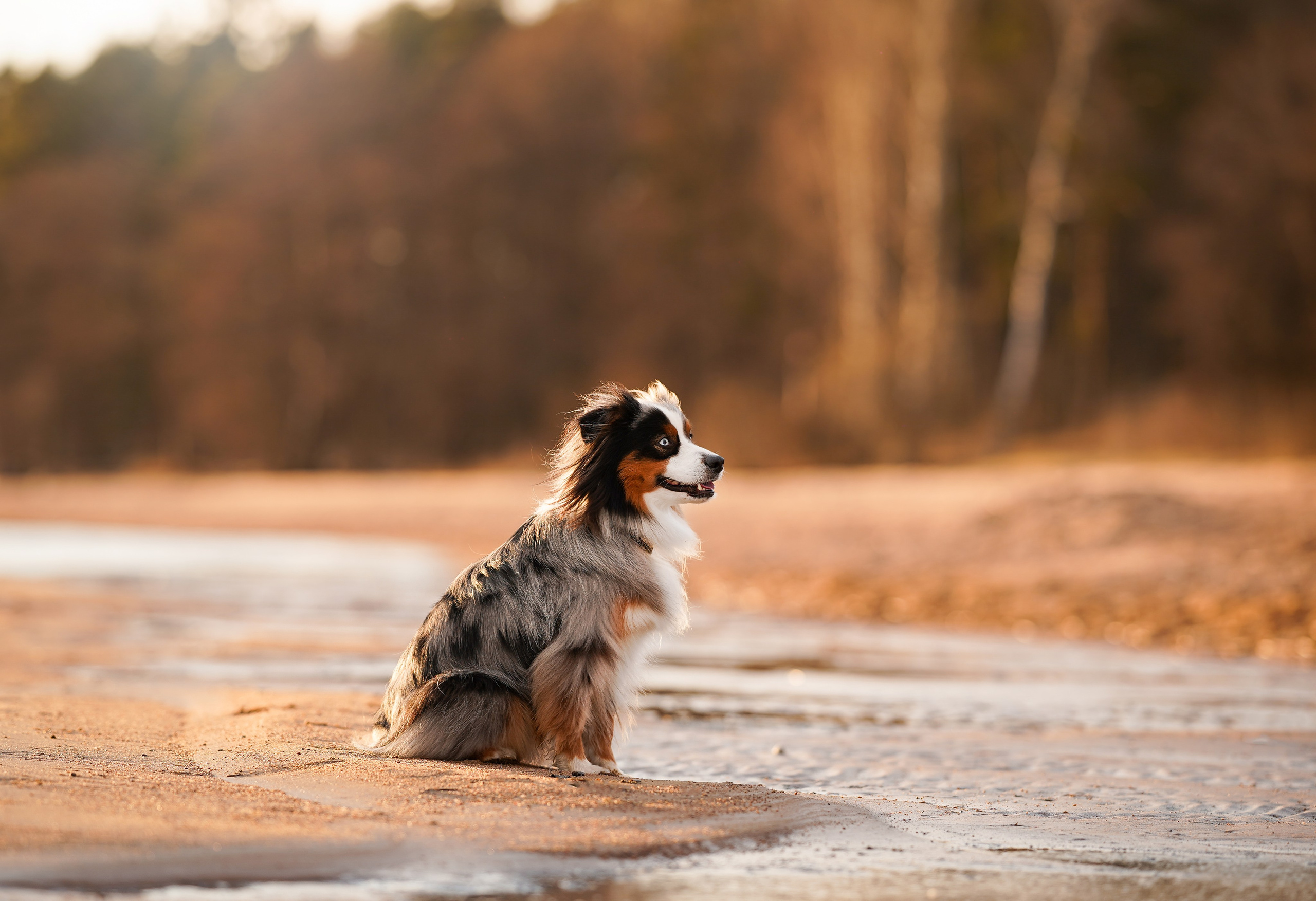 Алиса и Джокер. Фотограф-анималист в Санкт-Петербурге Яна Мартынова