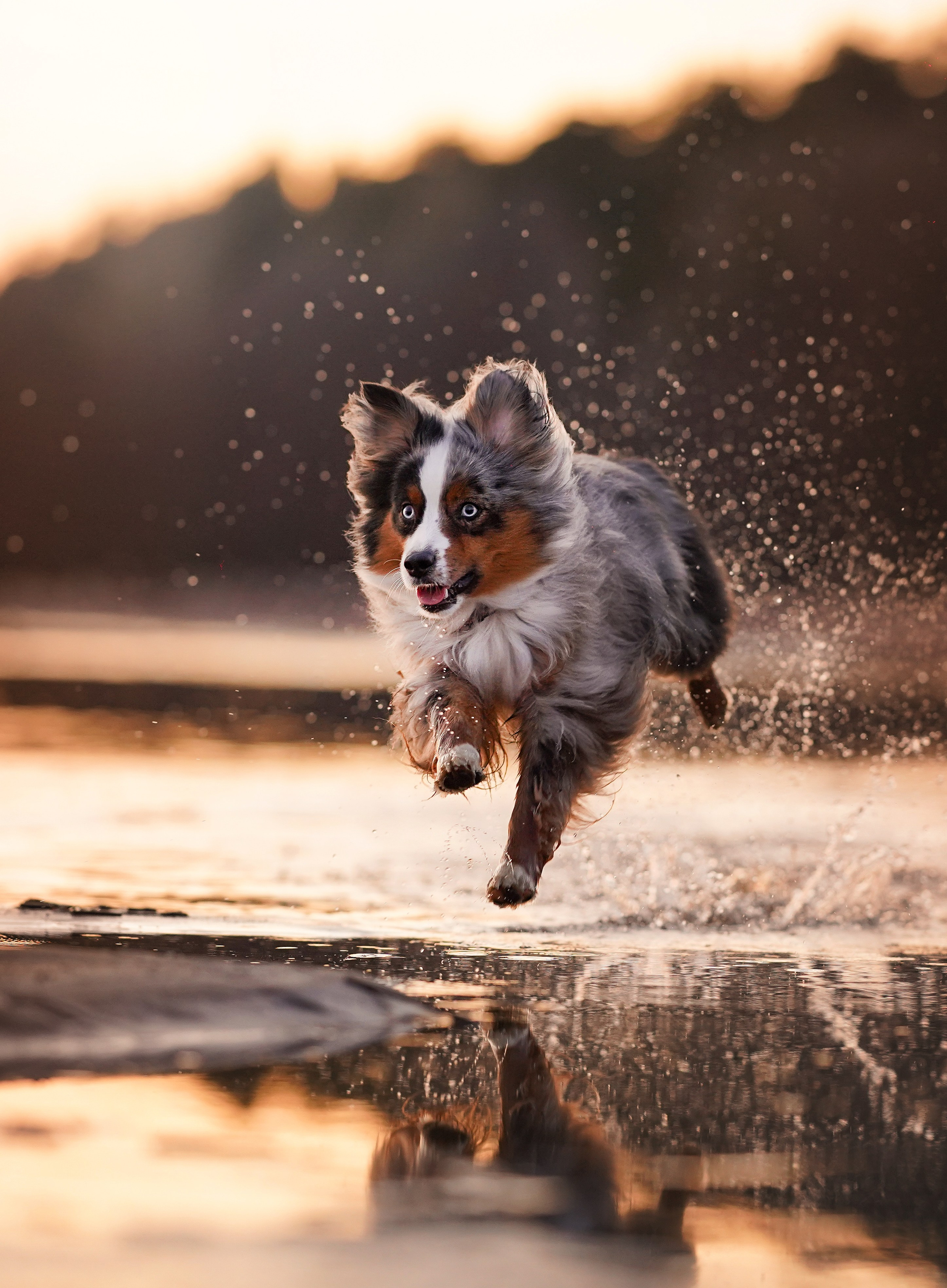 Алиса и Джокер. Фотограф-анималист в Санкт-Петербурге Яна Мартынова