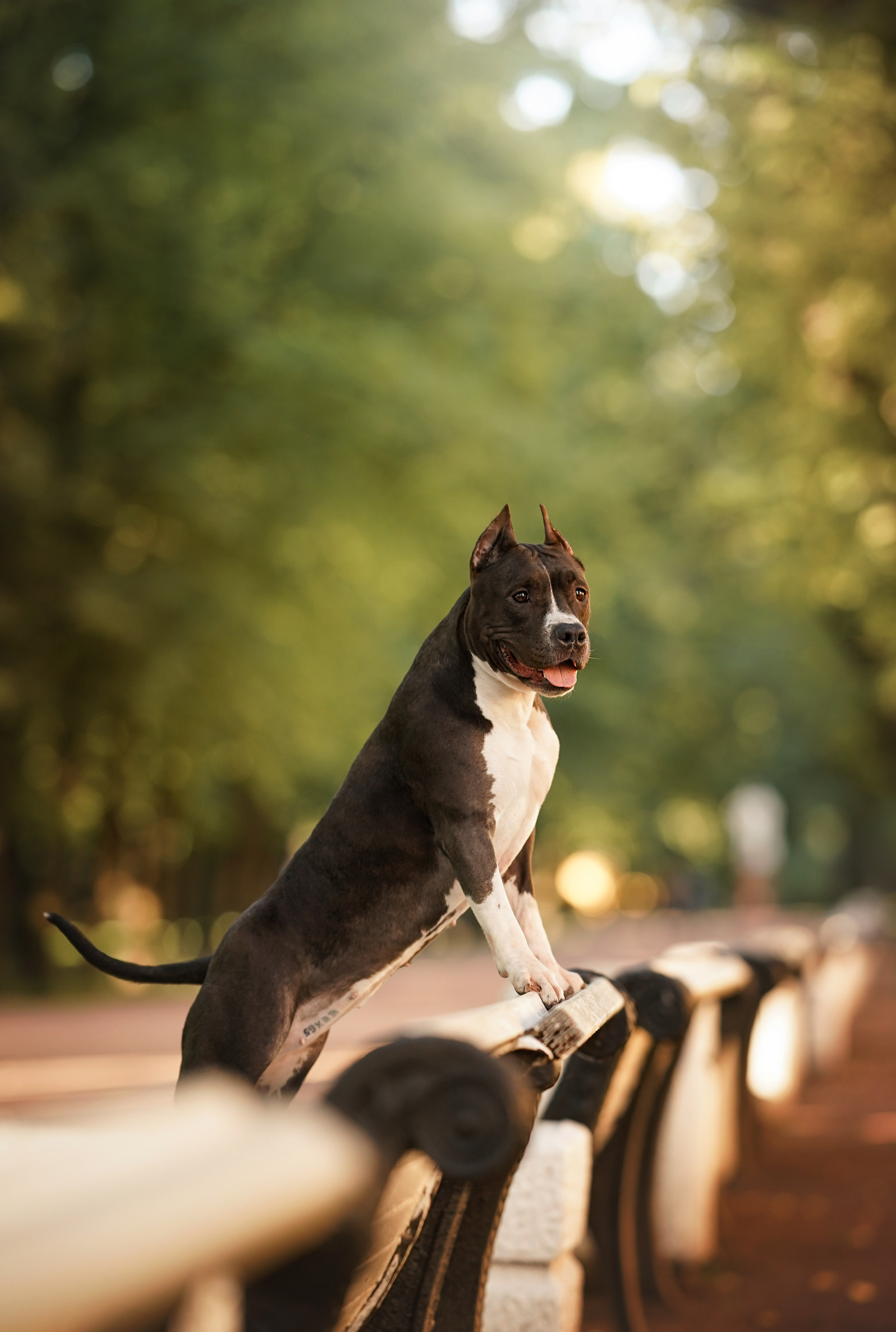 Аня Терентий и Кайли. Фотограф-анималист в Санкт-Петербурге Яна Мартынова