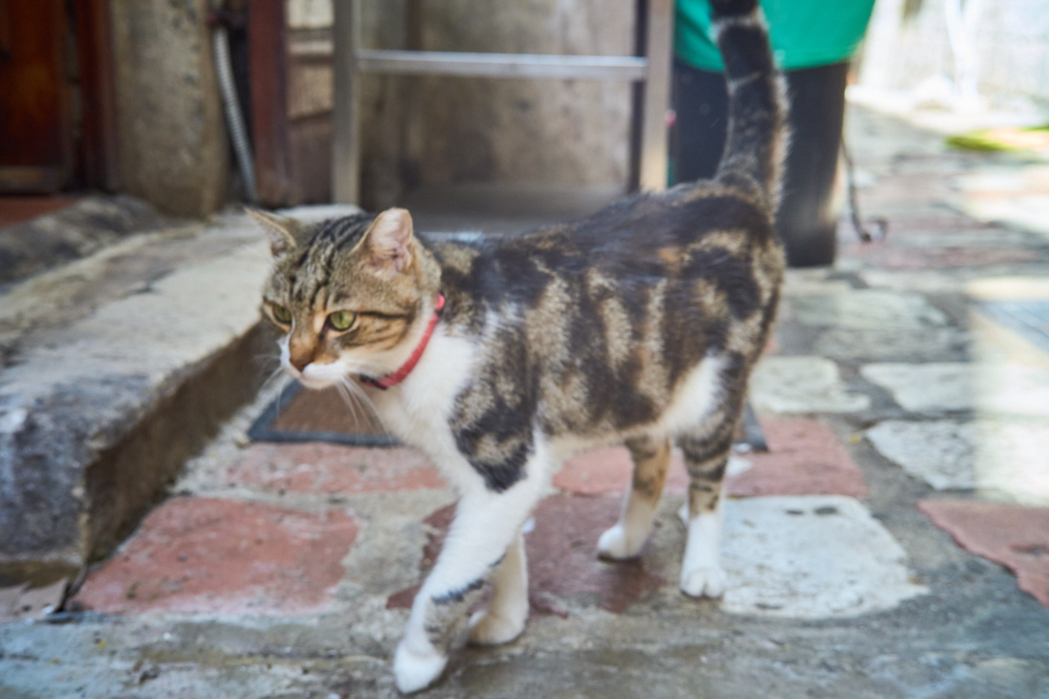 Черногория, сентябрь 2024. Фотограф, Римма Невинская