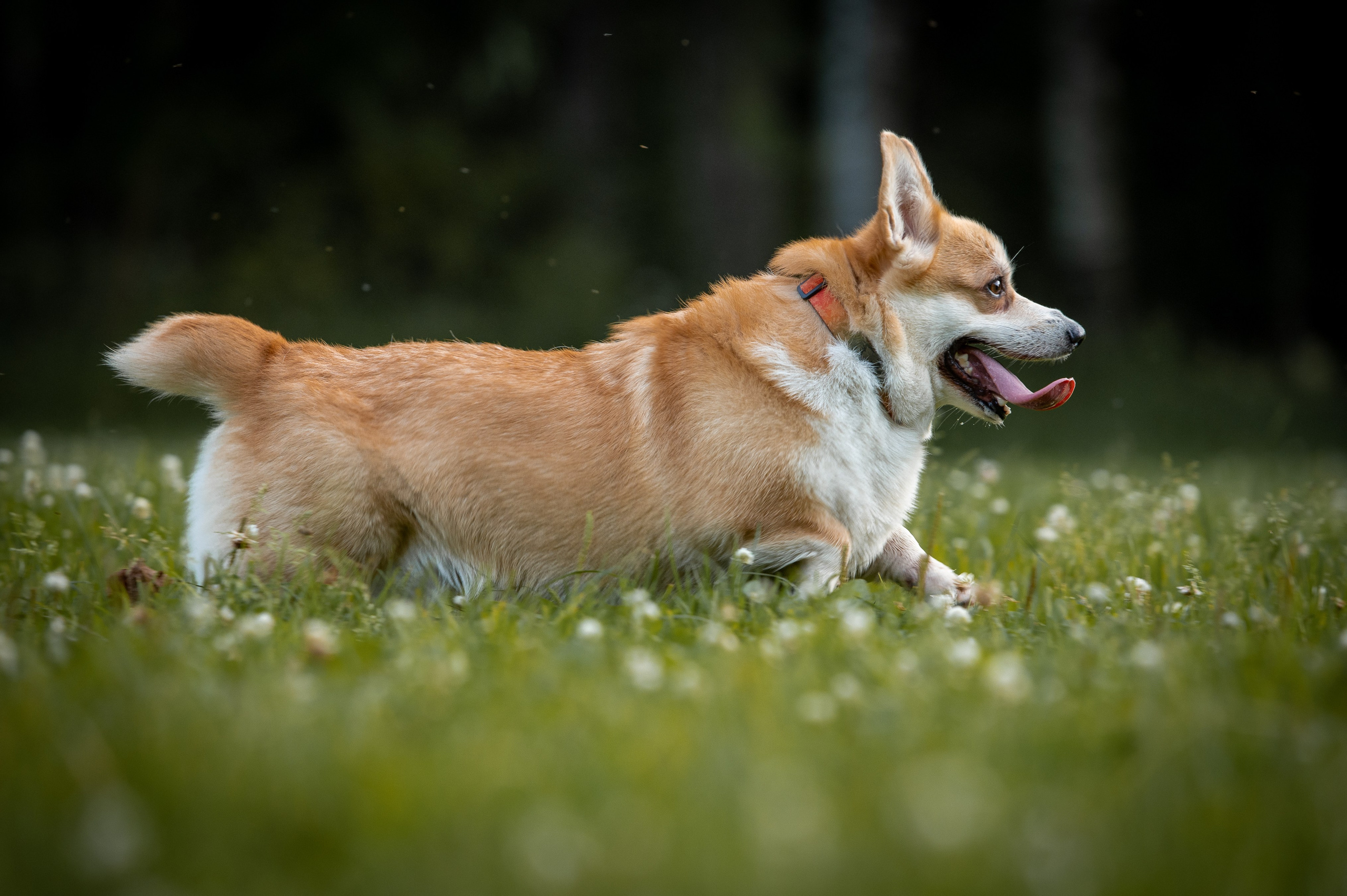 Собаки. Фотограф-анималист в Санкт-Петербурге Анастасия Иванова