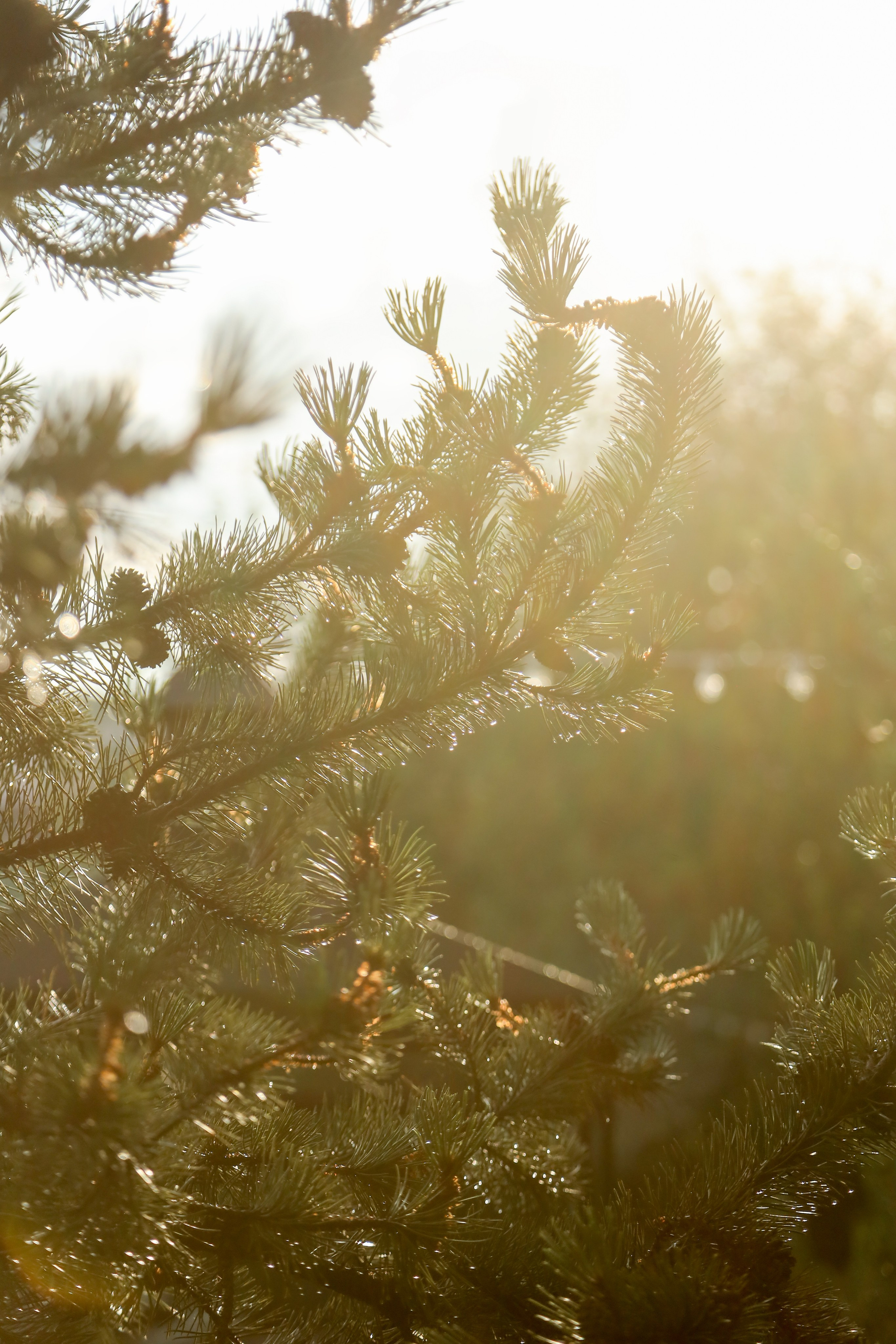 DIS регата2024. Фотограф Антон Чупринин