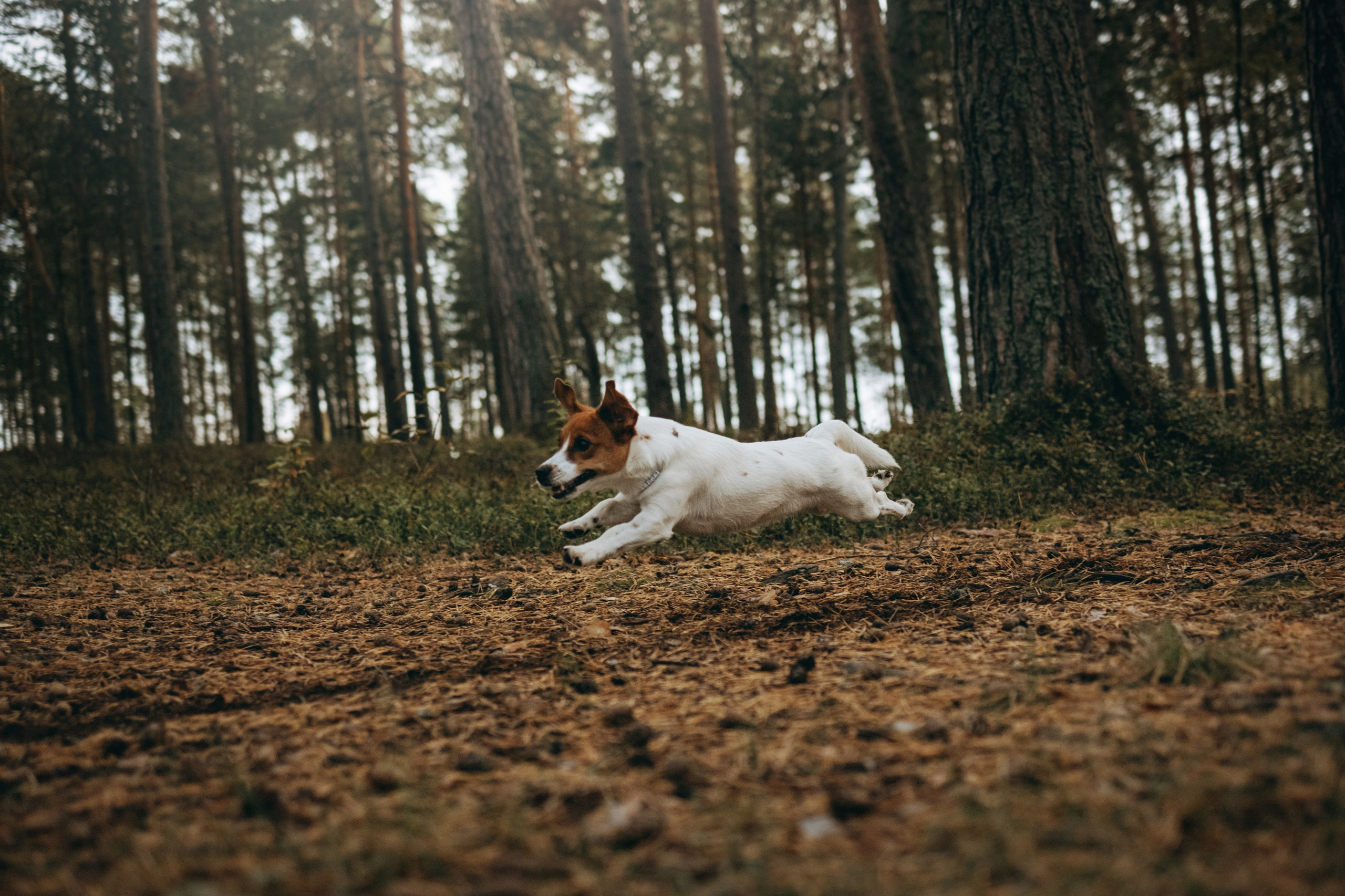 Лея и ее семья. Фотограф — Анималист | Санкт-Петербург