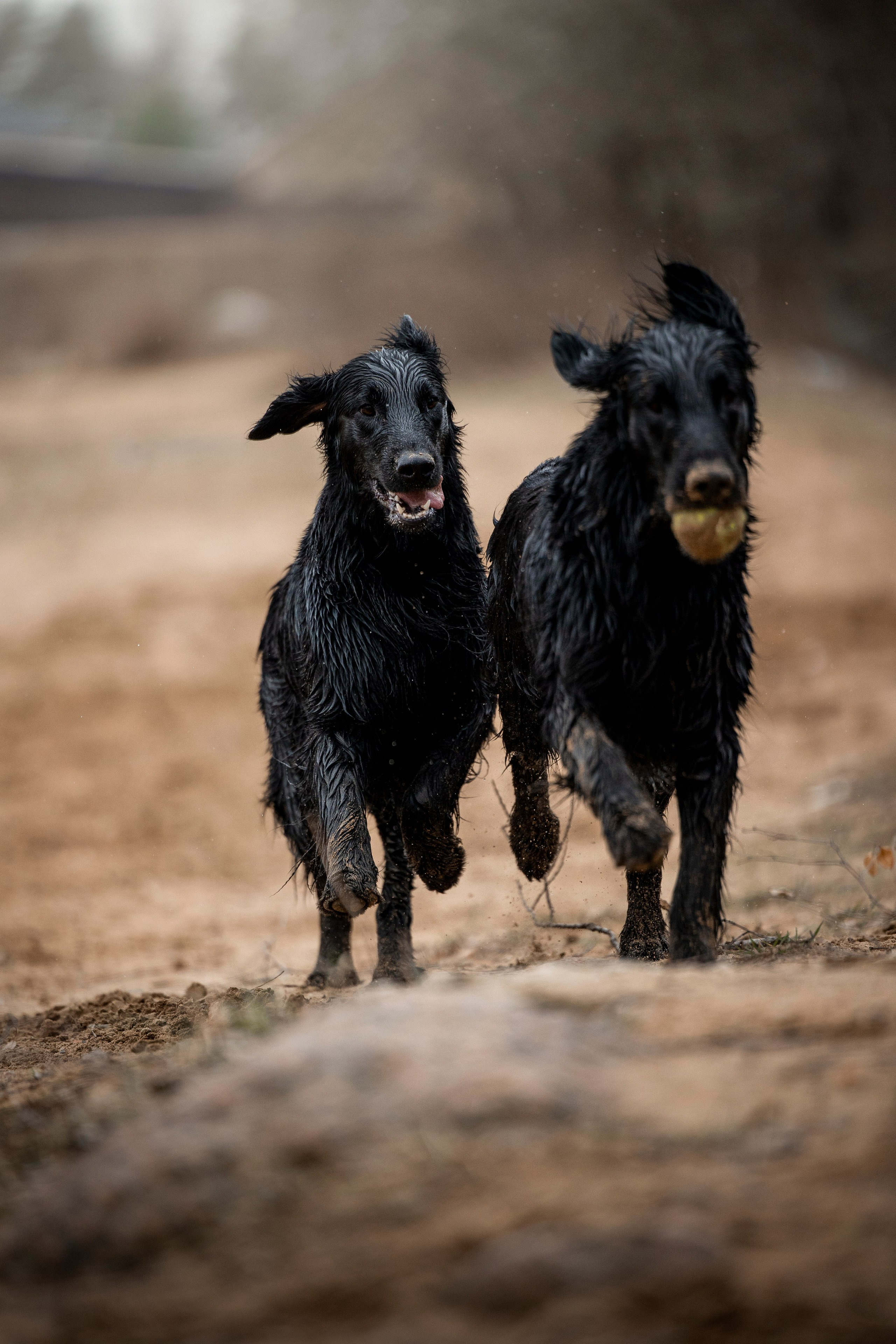 Ора, Ева, Рози и их семья. Фотограф — Анималист | Санкт-Петербург