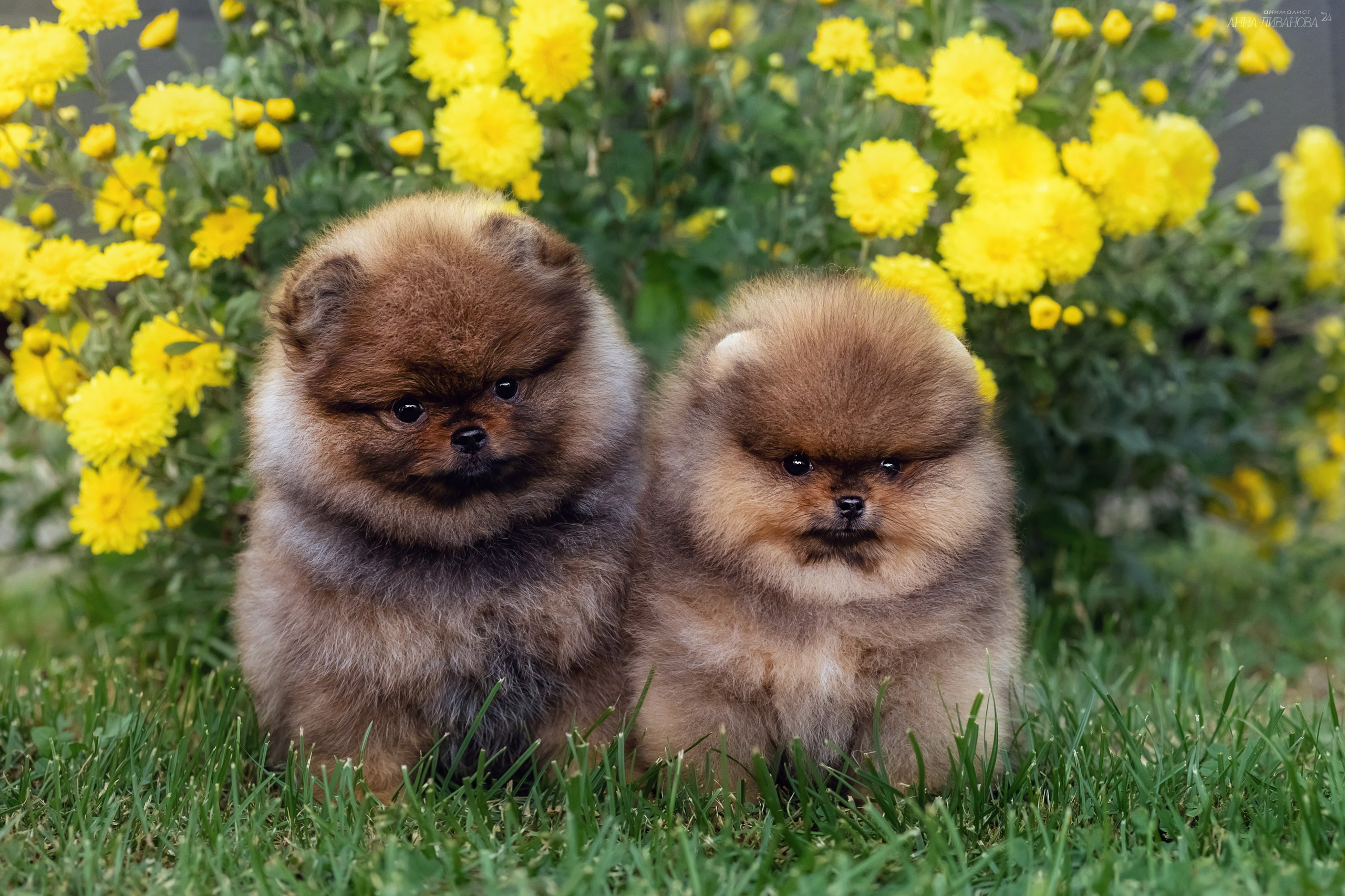 Шпицулики. Фотограф анималист Аня Ливанова | Рыбинск
