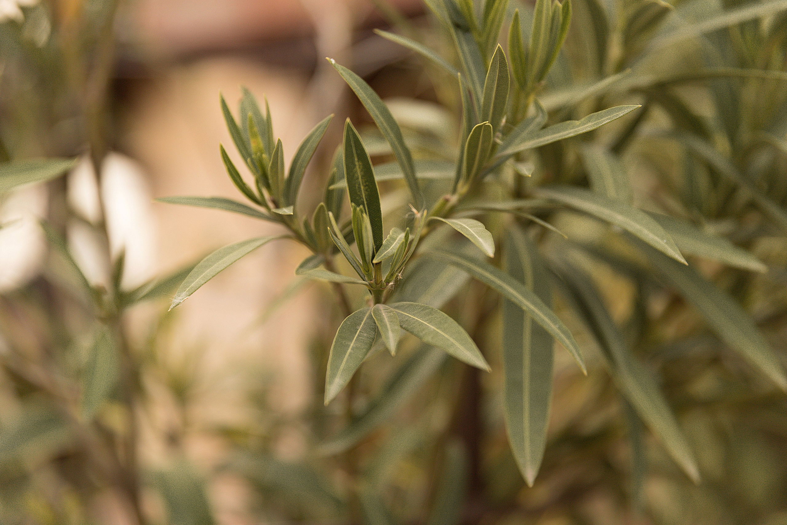 A piece of Greece. Фотограф Матвеева Татьяна