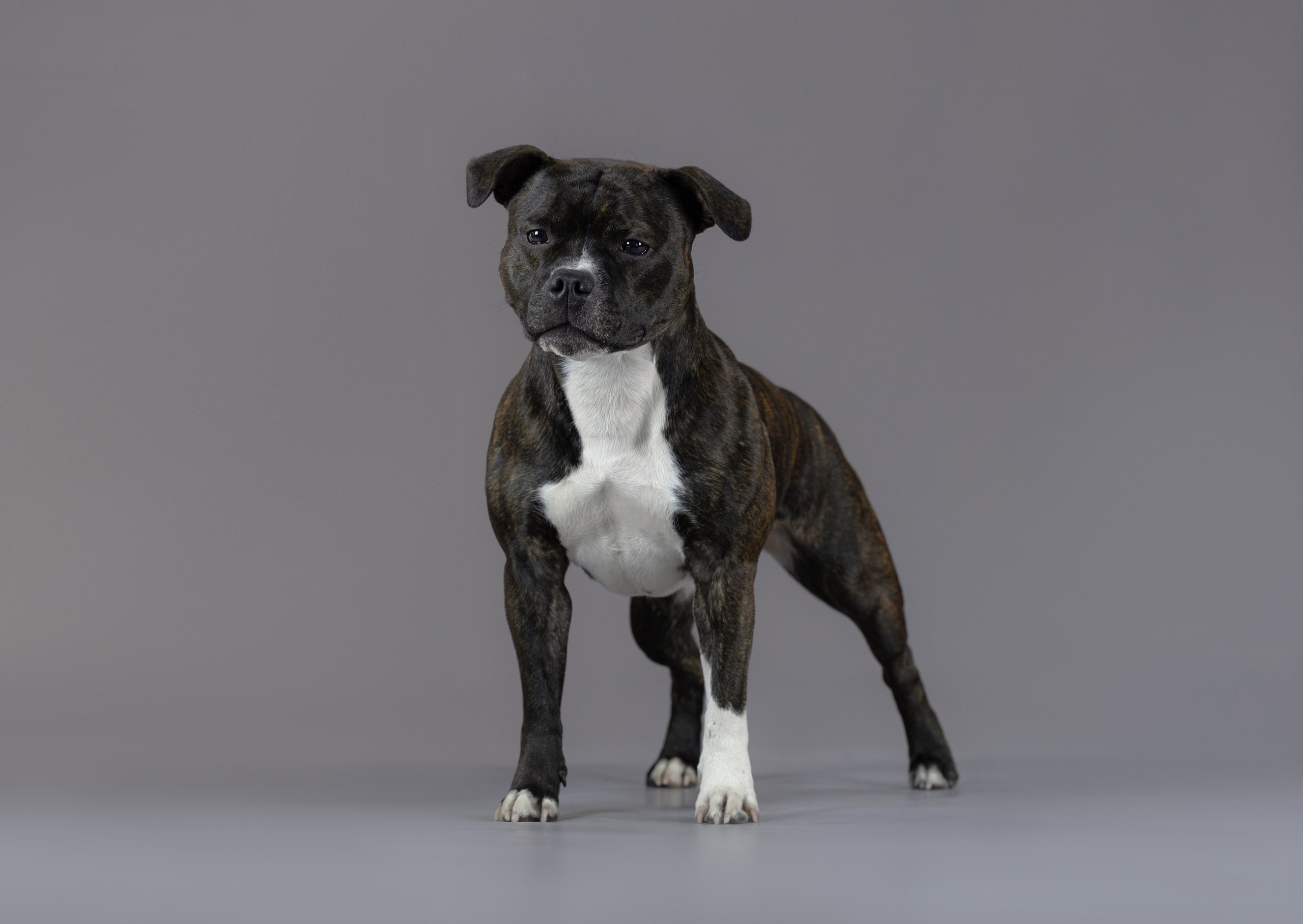 Студия. Главная