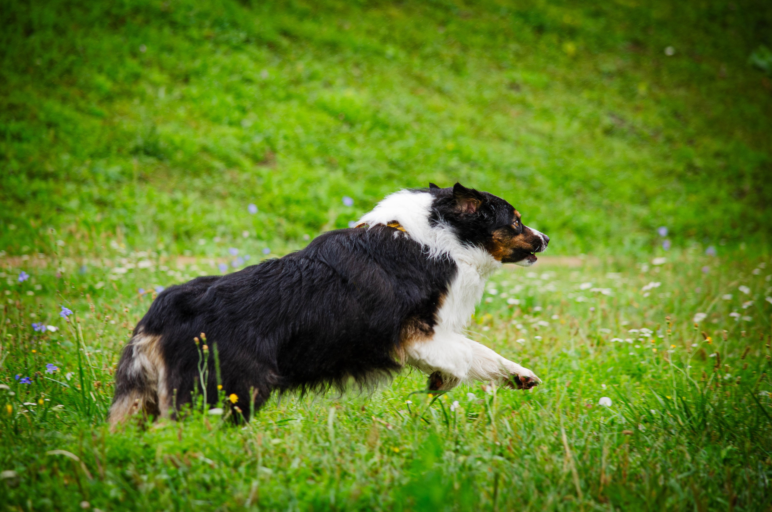 Арья и Оззи. Фотограф Светлана Блинова, Москва и Московская область