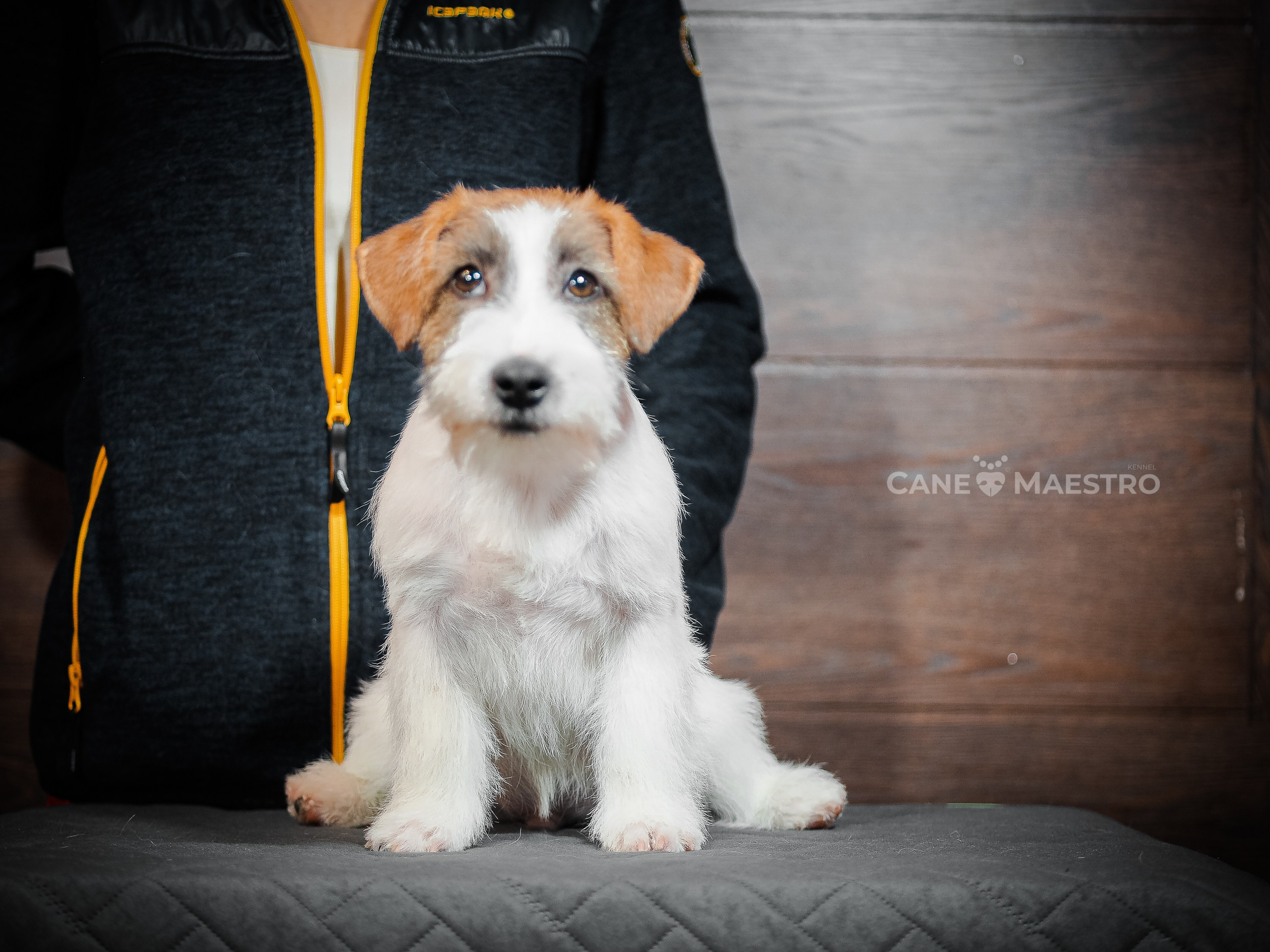 Кобель ХАН СОЛО. CANE MAESTRO — kennel Jack Russell Terrier
