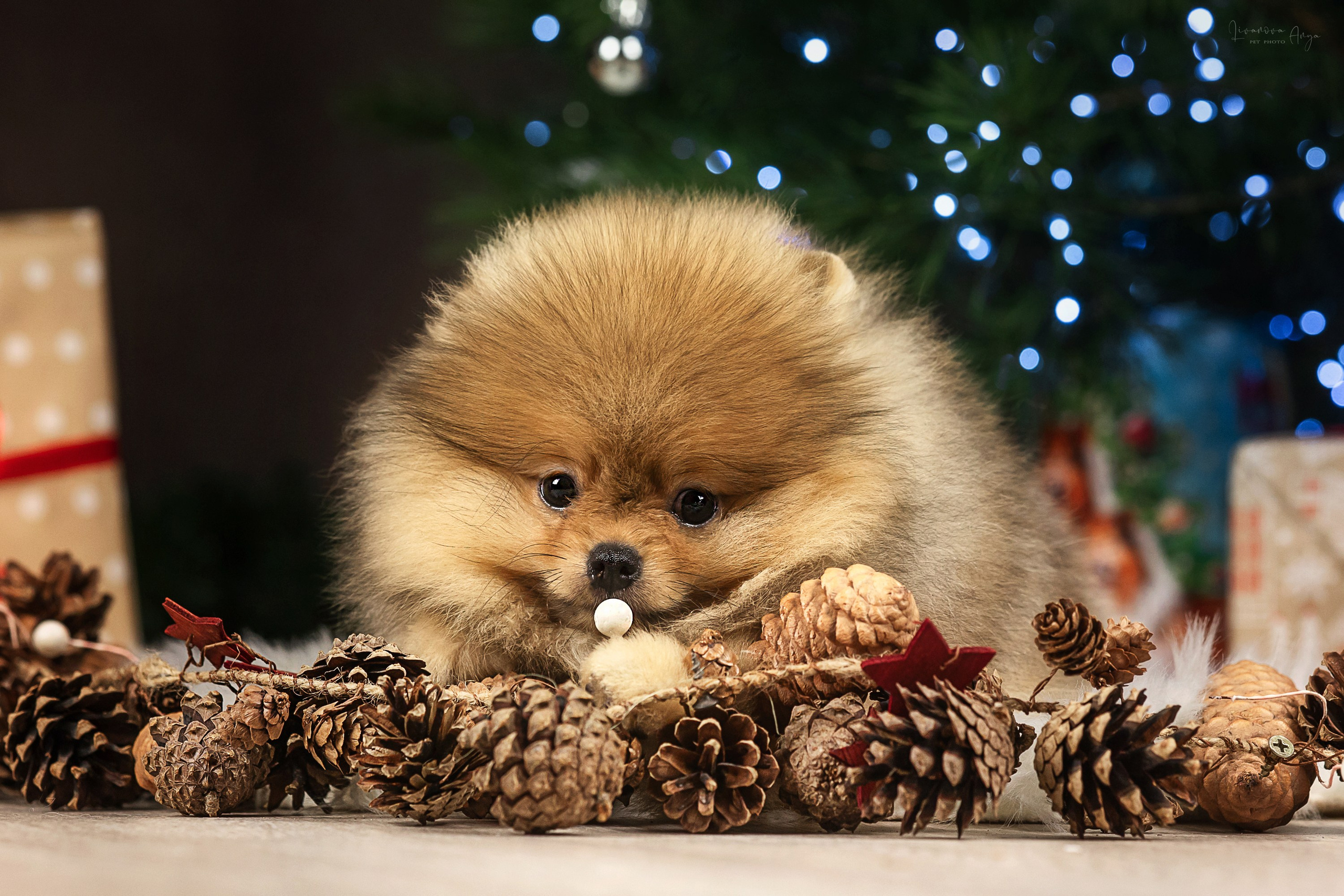 Фотодень_1 2025. Фотограф анималист Аня Ливанова | Рыбинск