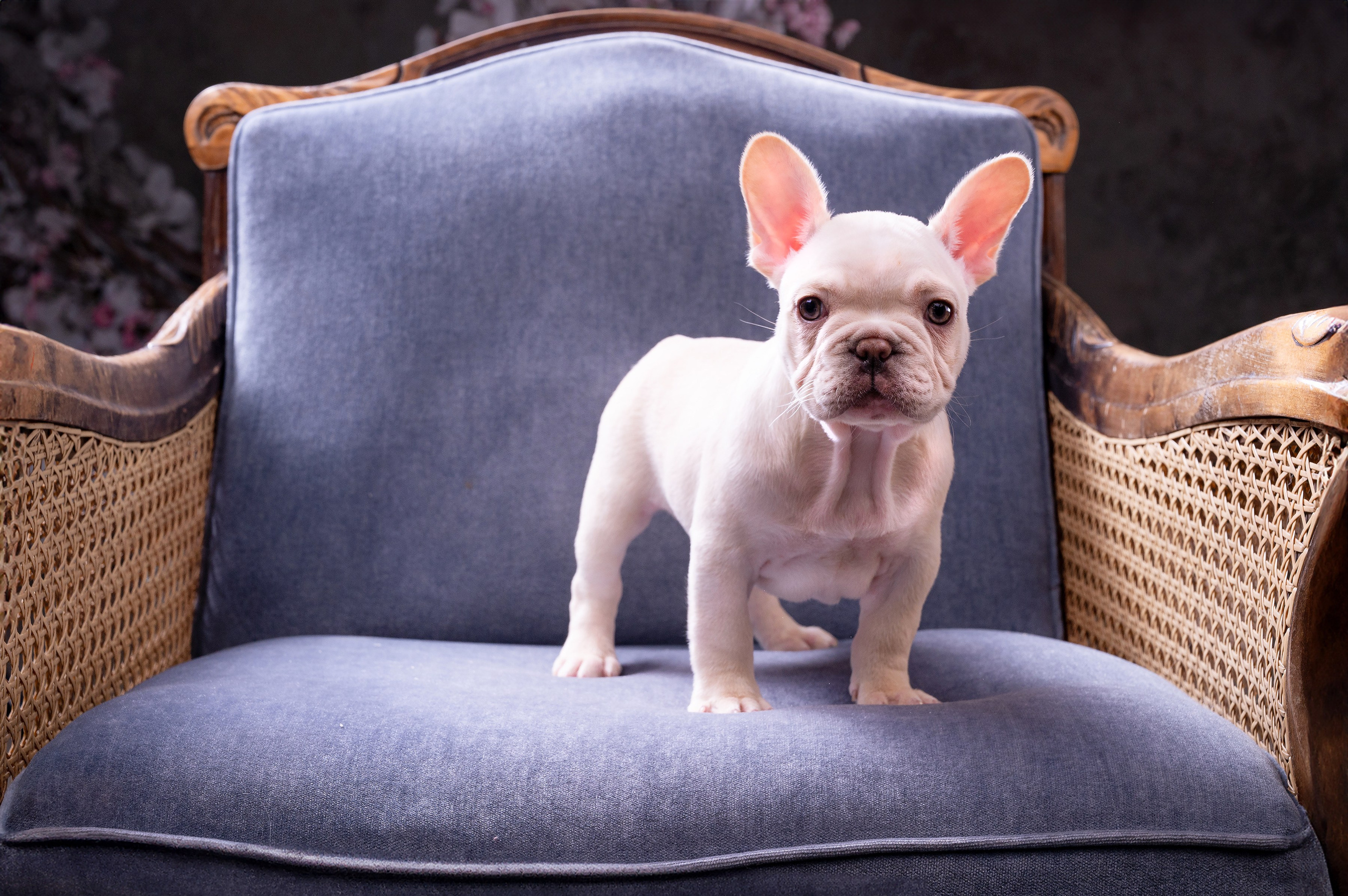 Питомцы. Интерьерный фотограф. Фото- видеосъемка недвижимости Санкт-Петербург