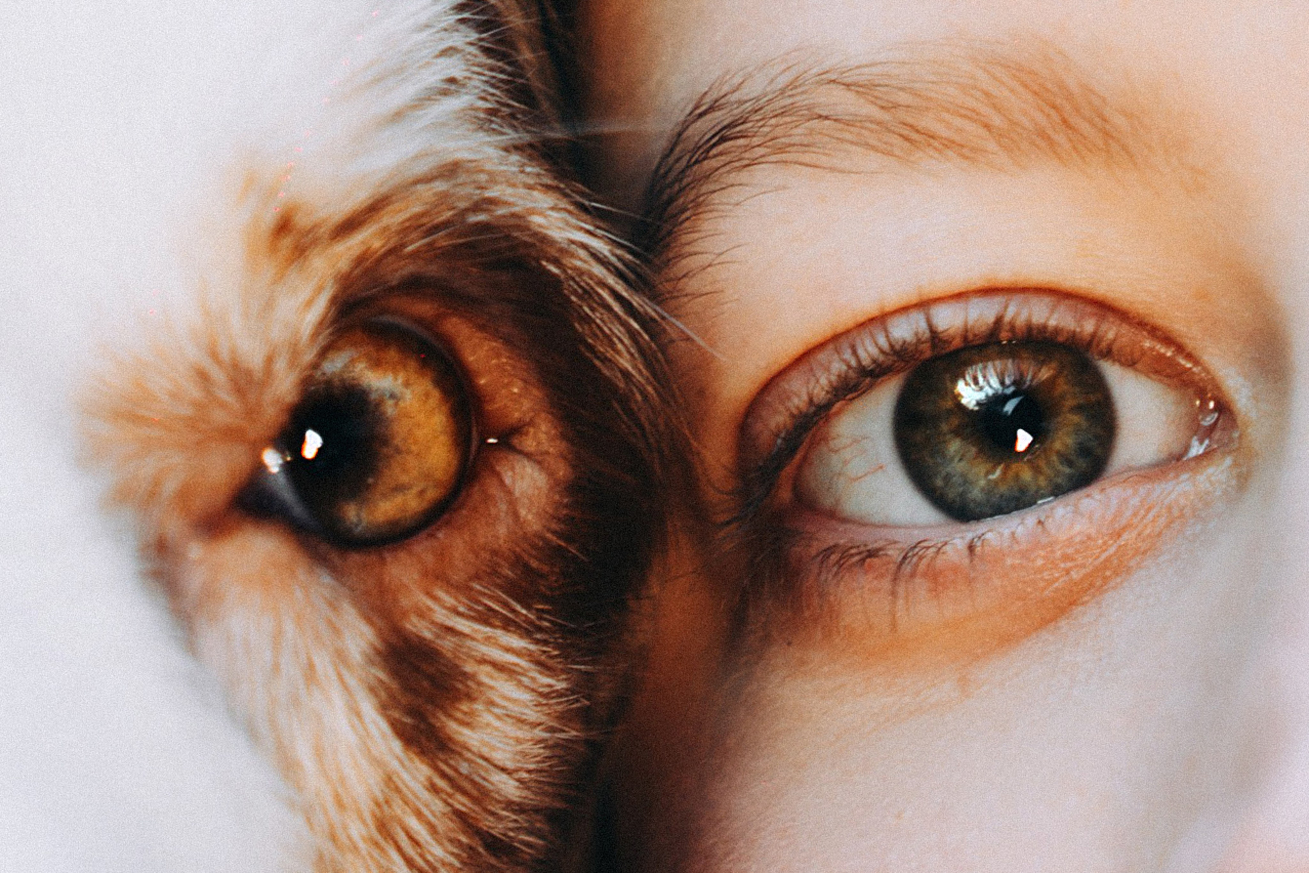 Хвостики. Главная