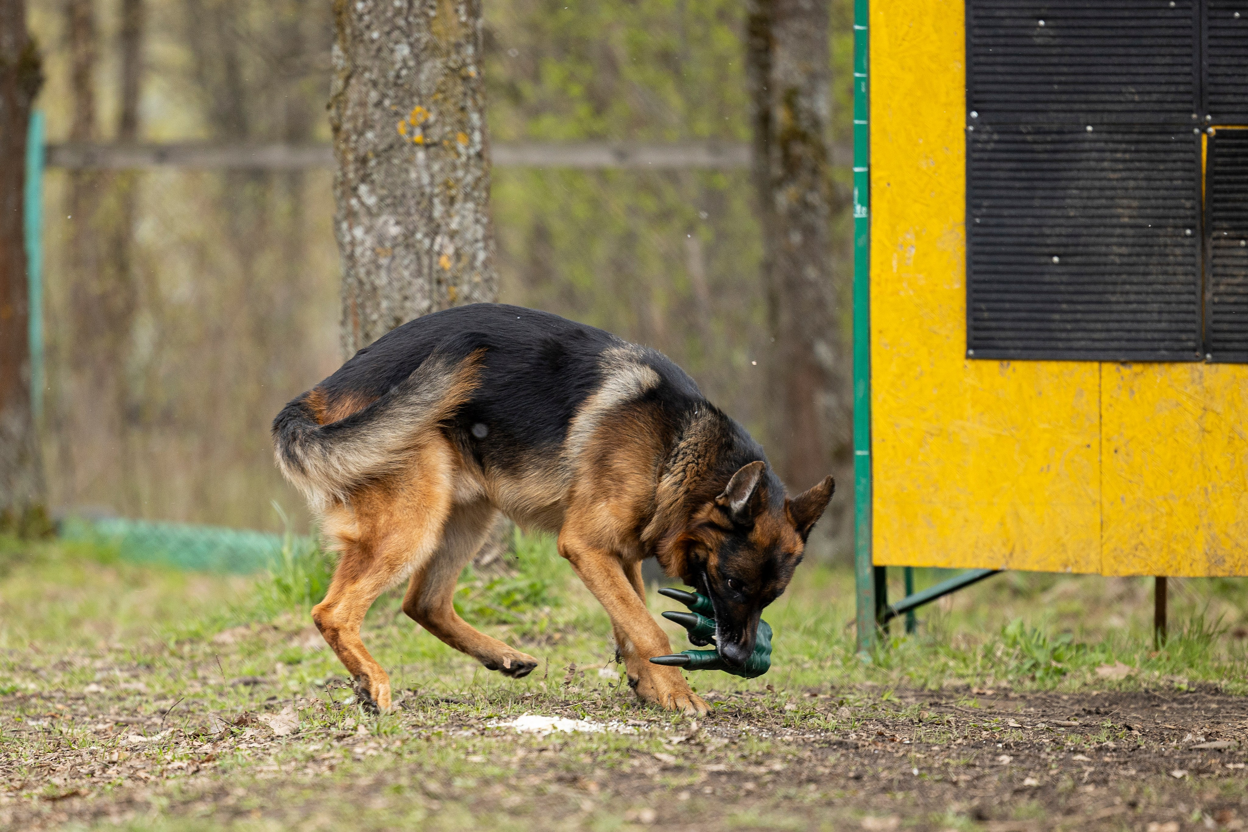Квалификационные состязания по мондьорингу г. Вологда 11.05.24. Фотограф-анималист Анна Маринич