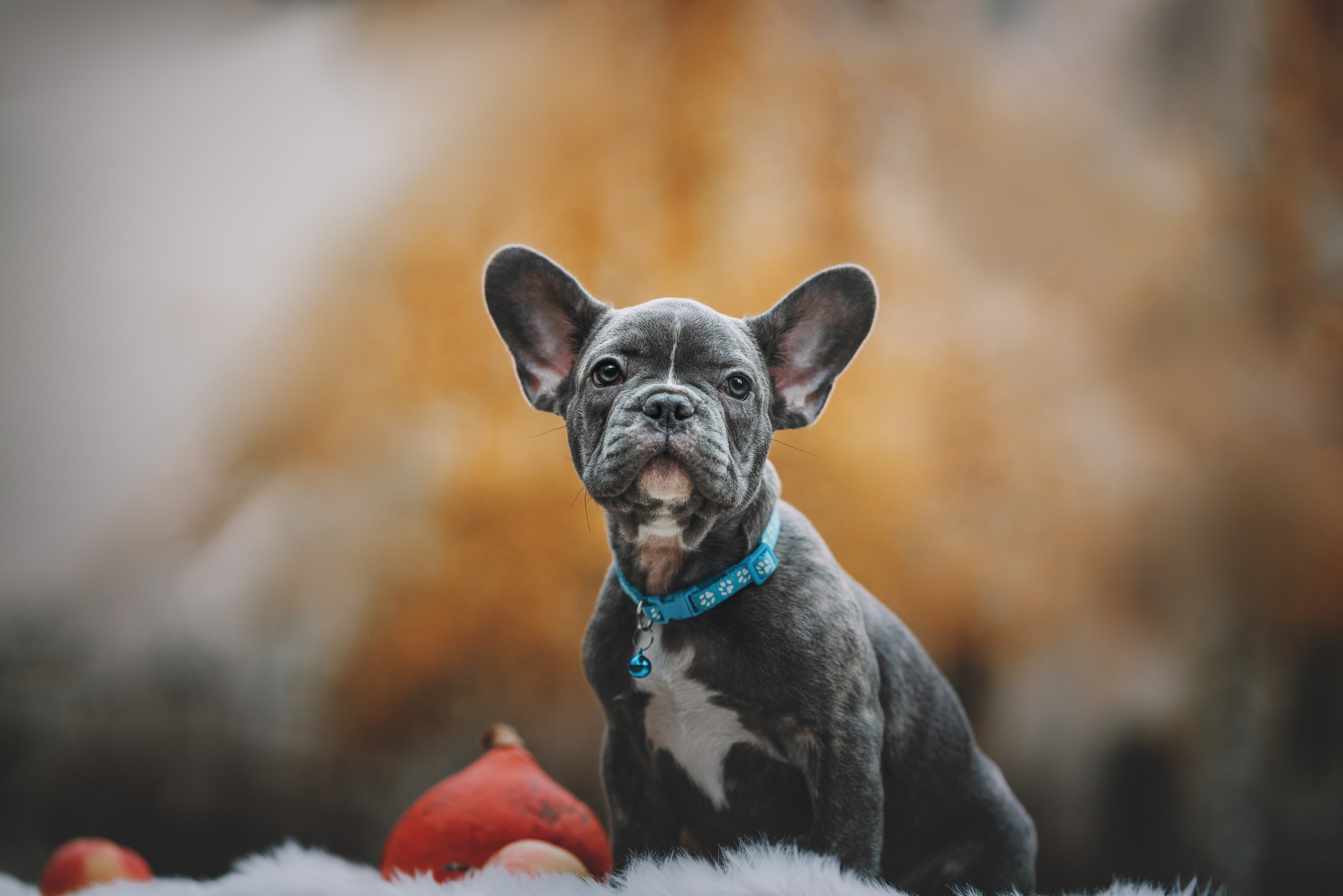 Французские бульдоги. Фотограф анималист Осипчикова Мария