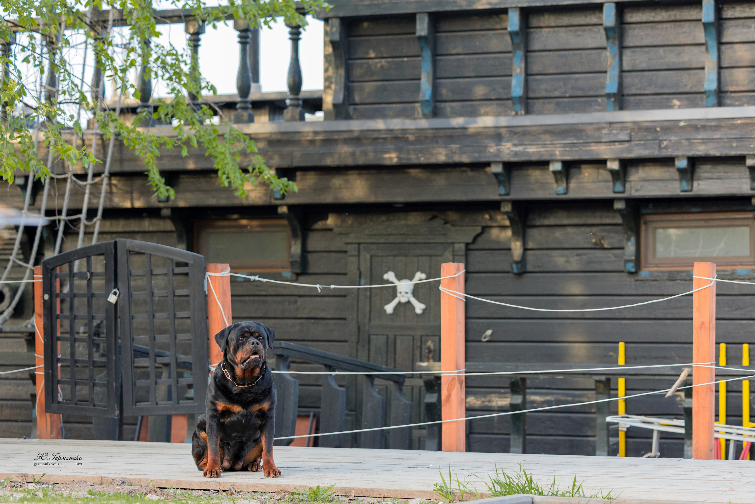 Саратов 2 х моно ротвейлеров 28-29.04.2024. Фотограф-анималист Юлия Германика