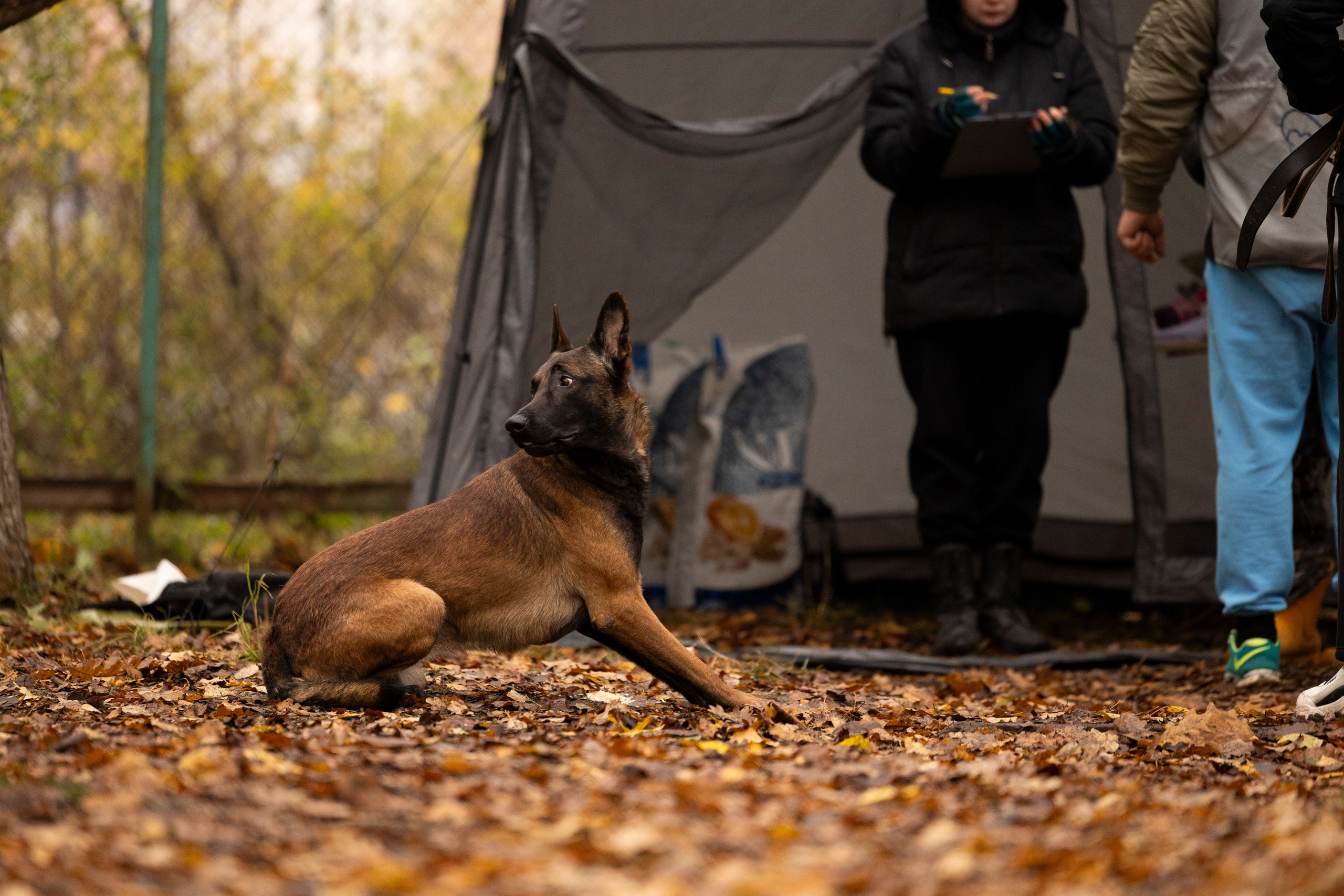 Соревнования по Мондьорингу г. Вологда. Фотограф-анималист Анна Маринич