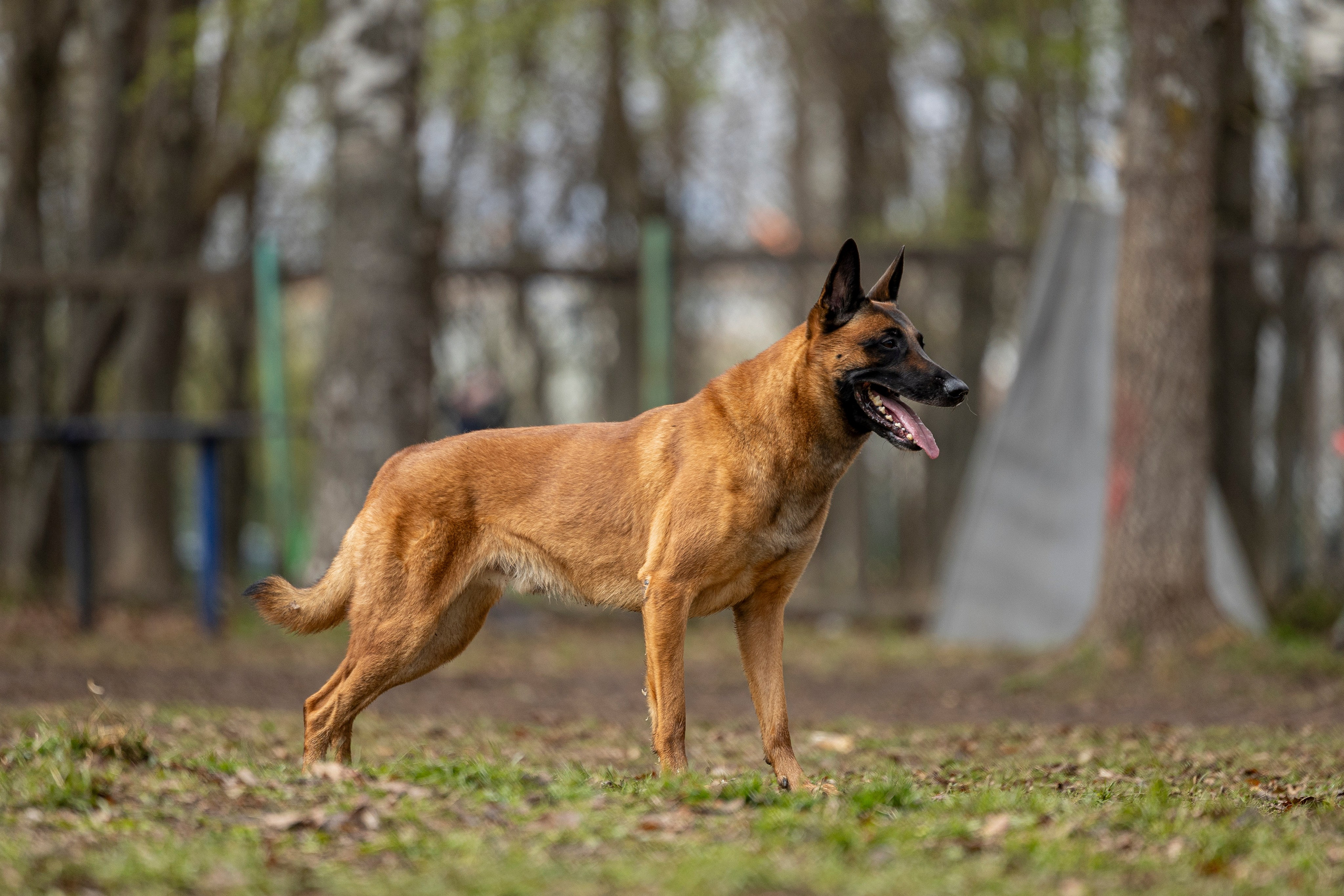Квалификационные состязания по мондьорингу г. Вологда 11.05.24. Фотограф-анималист Анна Маринич