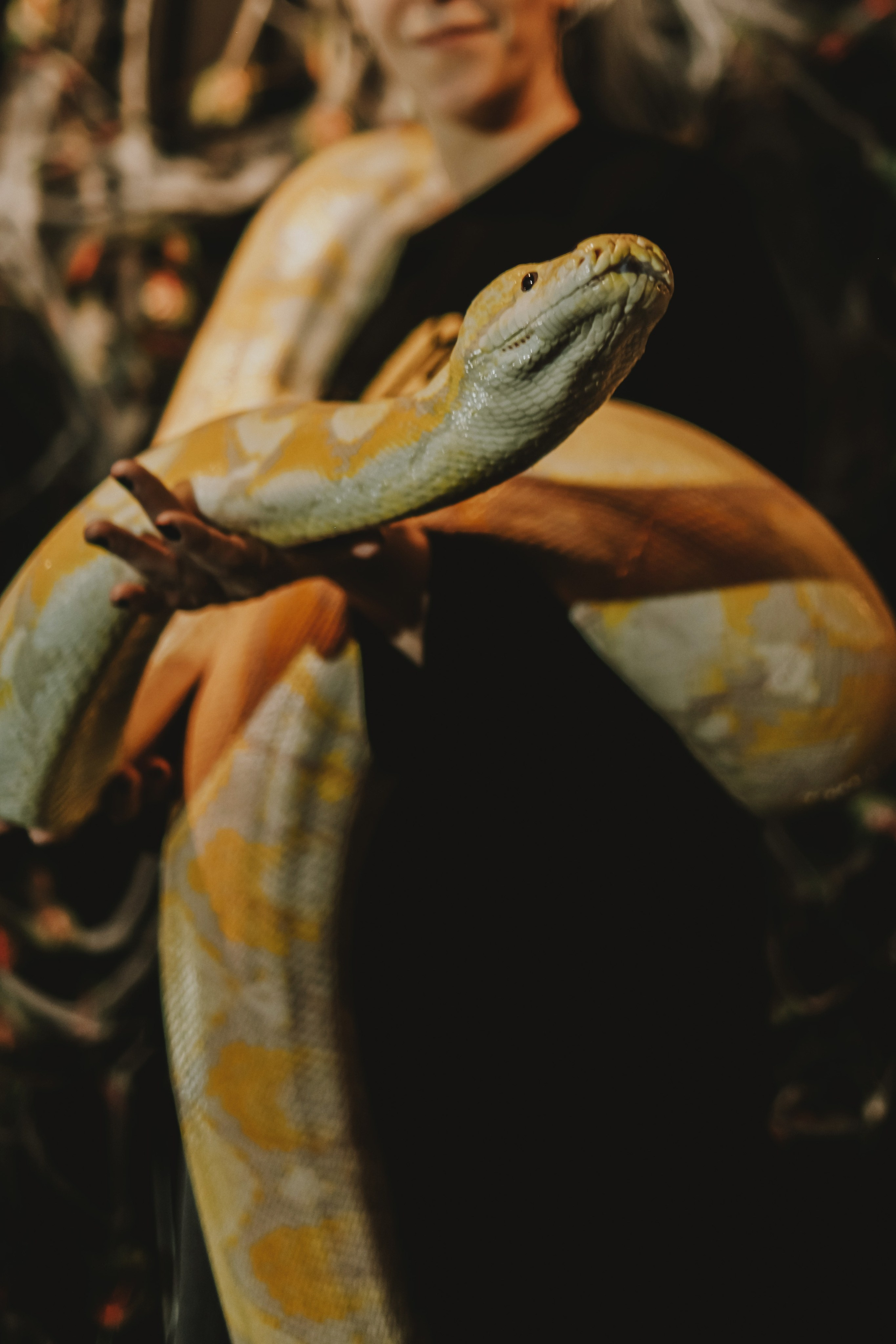 Дом Драконов. Nattie.ph