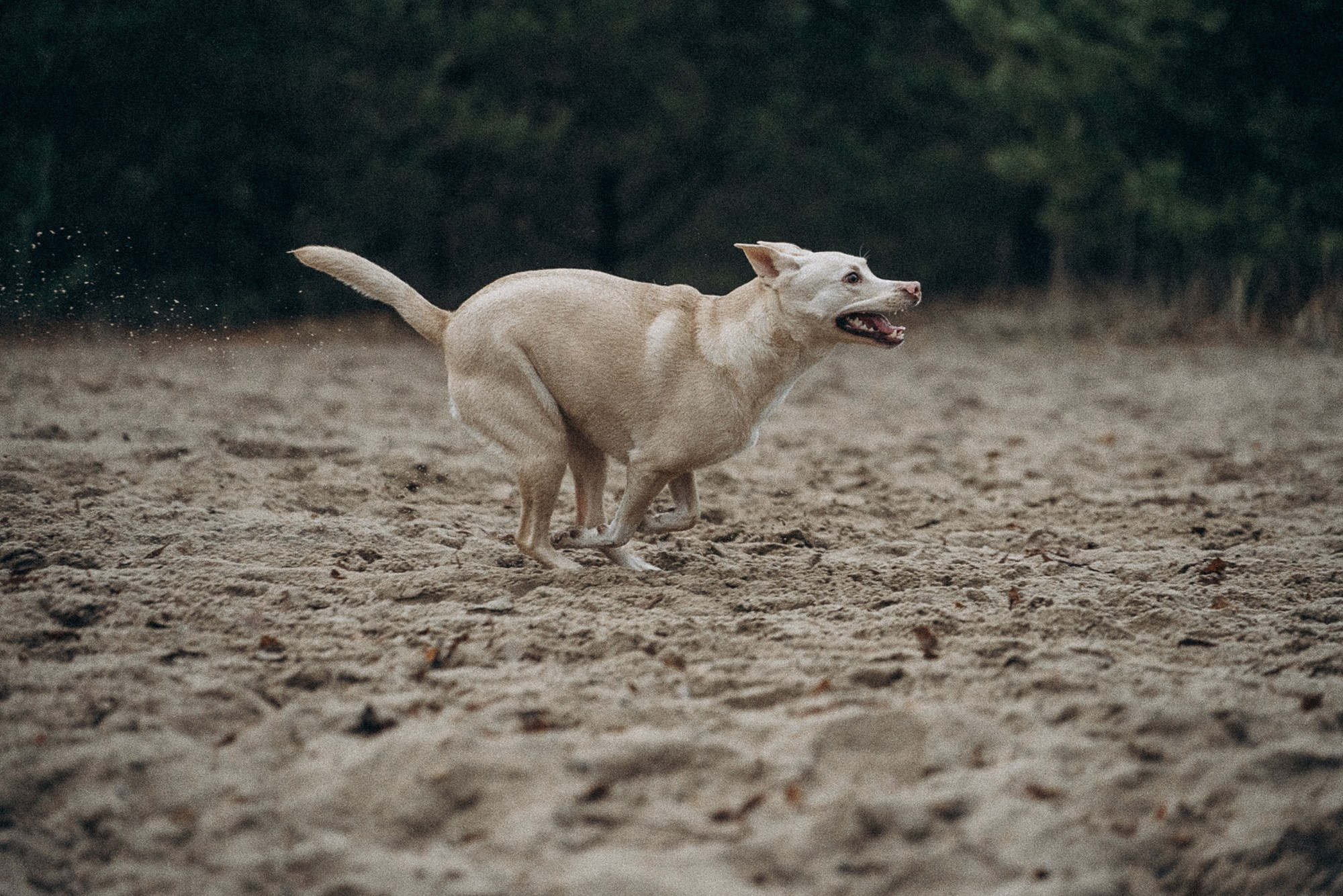 Туся. Фотограф анималист в Москве и Санкт-Петербурге Свиридова Анна