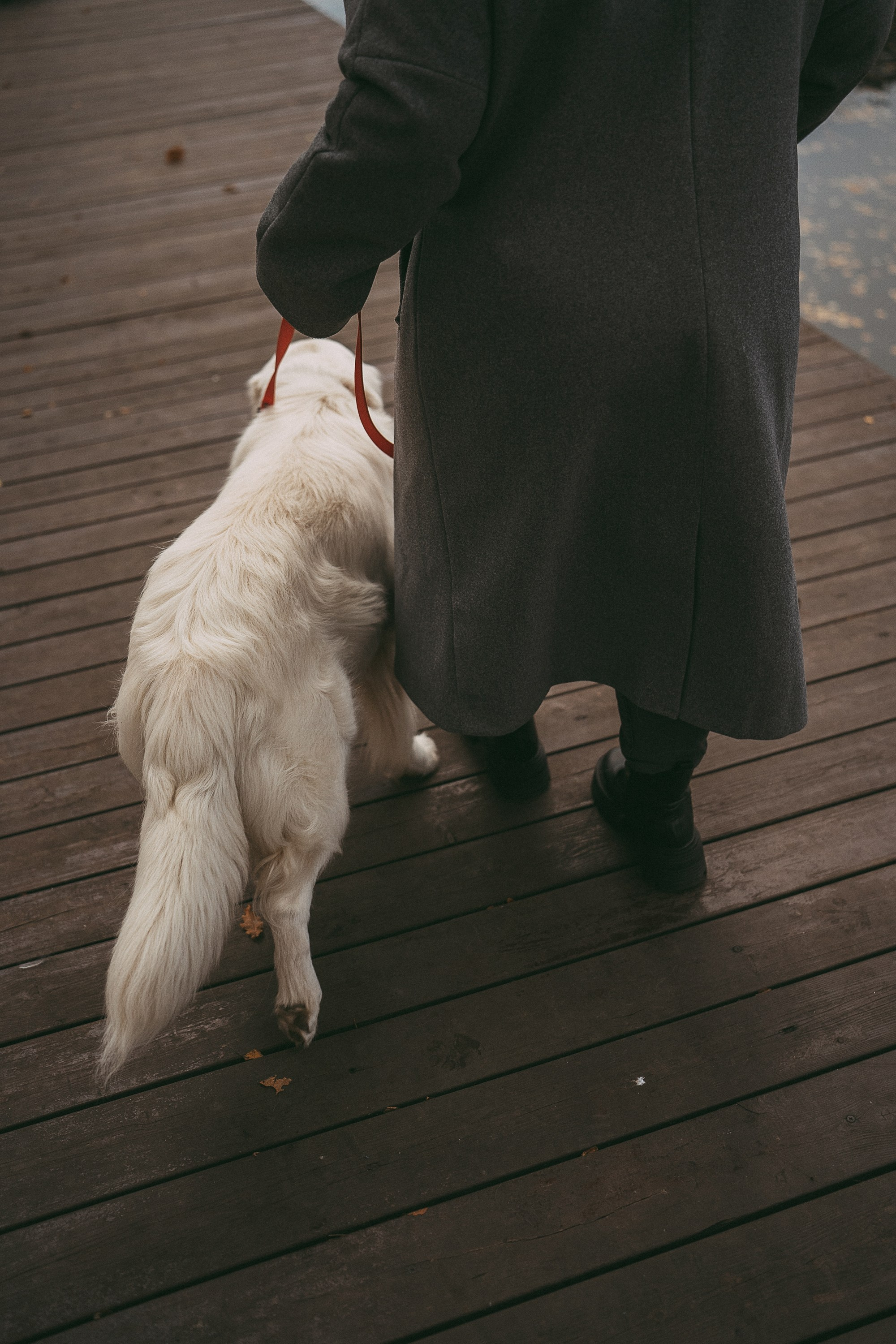 Лена и Мерлин. Фотограф анималист в Москве и Санкт-Петербурге Свиридова Анна