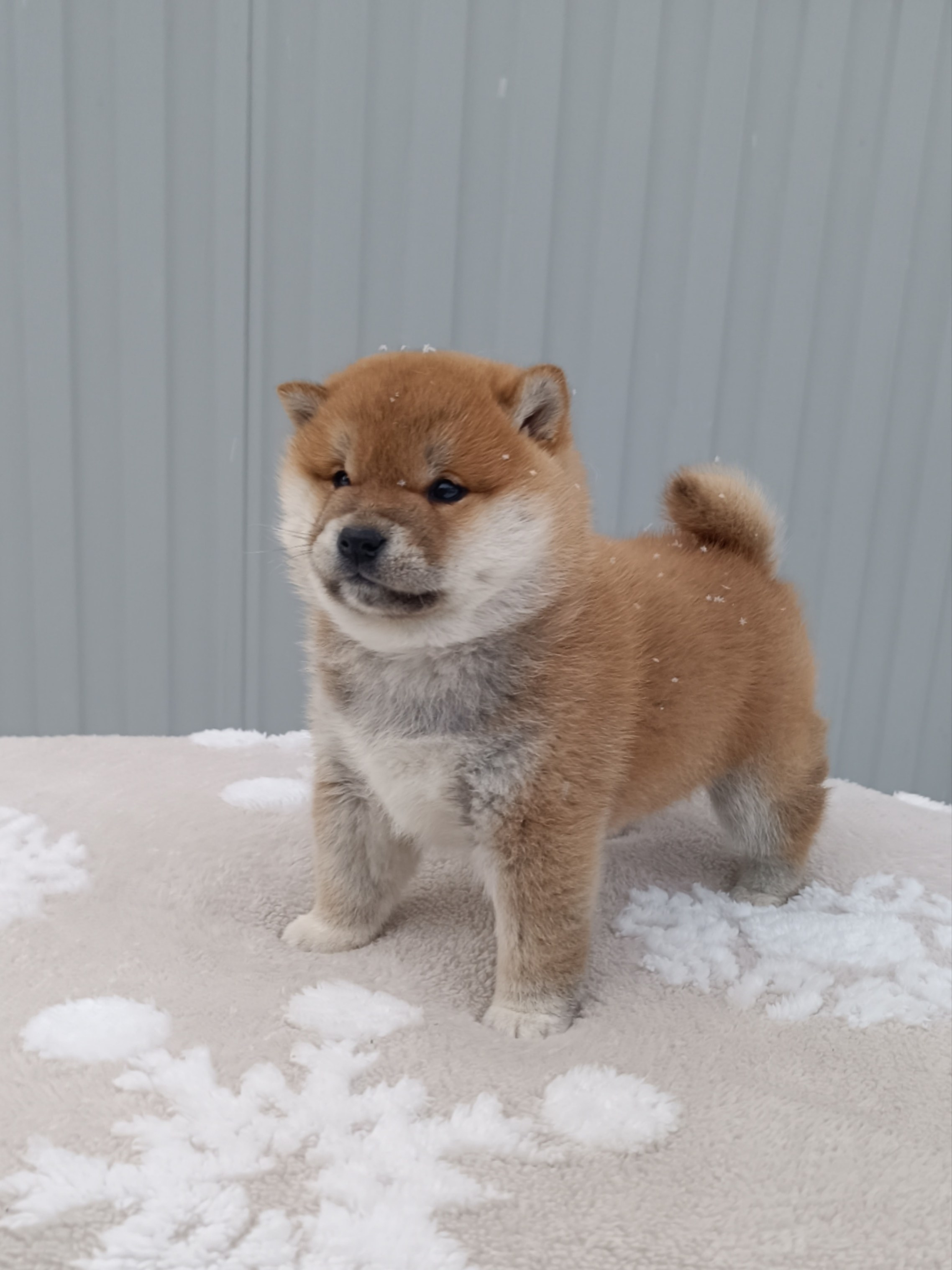 сиба питомник Рубилайт щенки на продажу rubylight  сиба щенки купить СПб Санкт-Петербург 