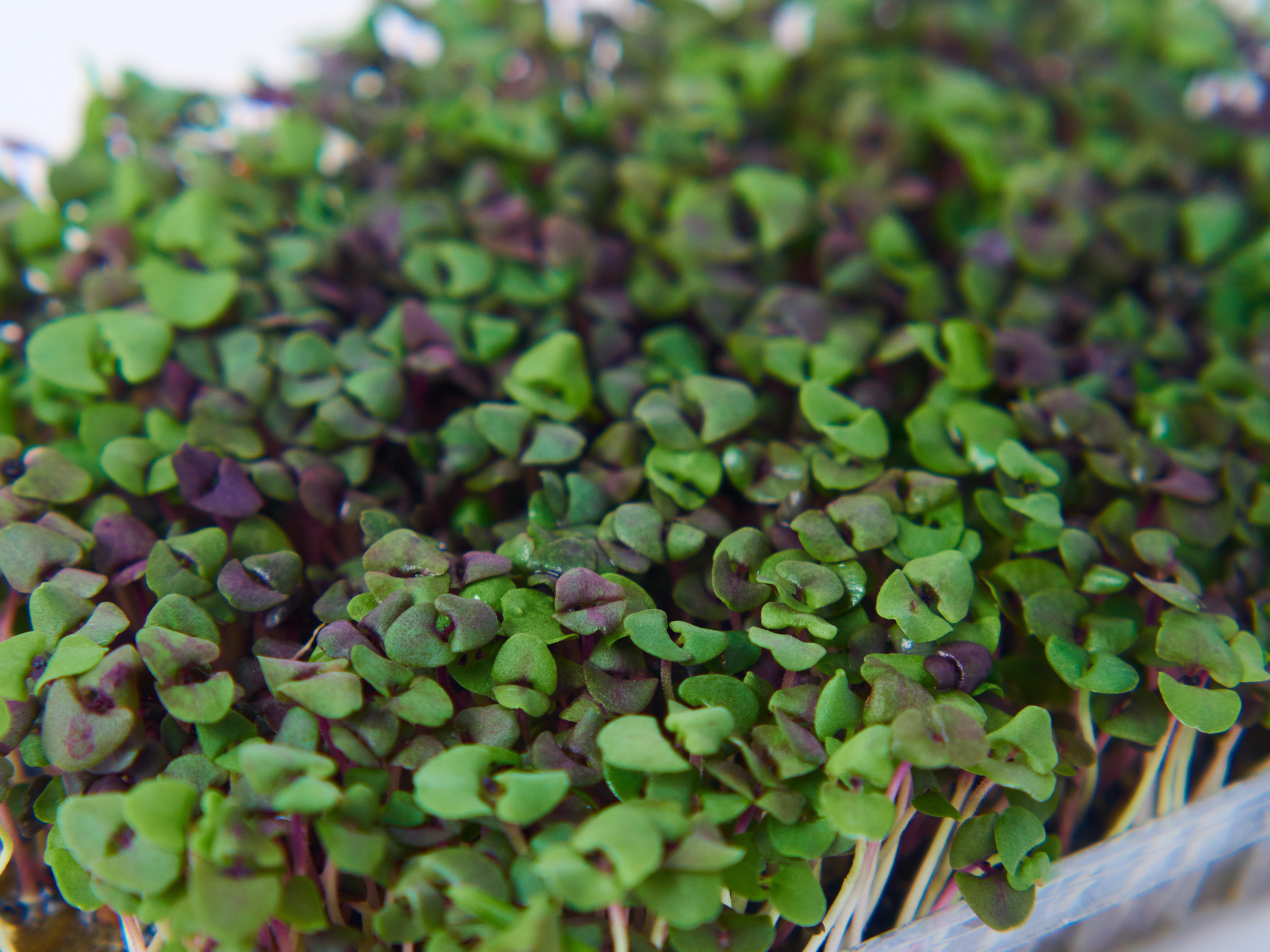 Контент-съёмка для соцсетей и маркетплейсов. Фотограф в Ульяновске Ирина Аверьянова